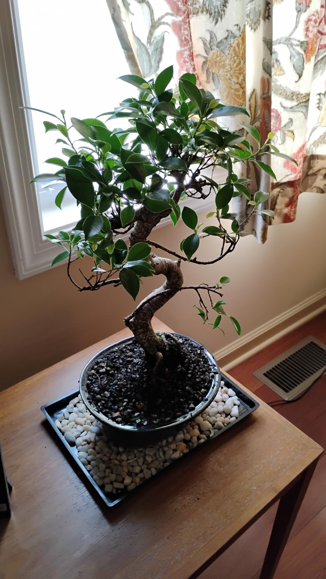 Brussel's Bonsai - Live Golden Gate Ficus Bonsai Tree with Ceramic Bonsai Pot & Humidity Tray, Indoor Bonsai Plant, 7 Years Old, 8-16 Inches Tall (Medium) customer photo 2