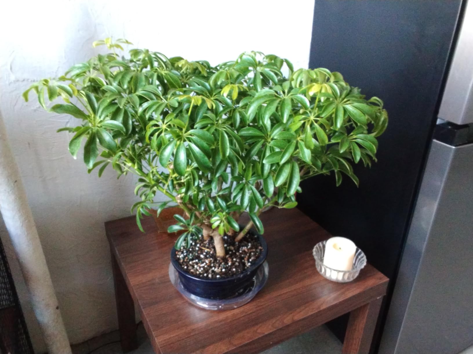 Brussel's Bonsai Live Hawaiian Umbrella Bonsai Tree - Small, 3 Year, 4 to 7 Inches Tall - Indoor Bonsai Tree with Bonsai Pot and Bonsai Tray customer photo 1