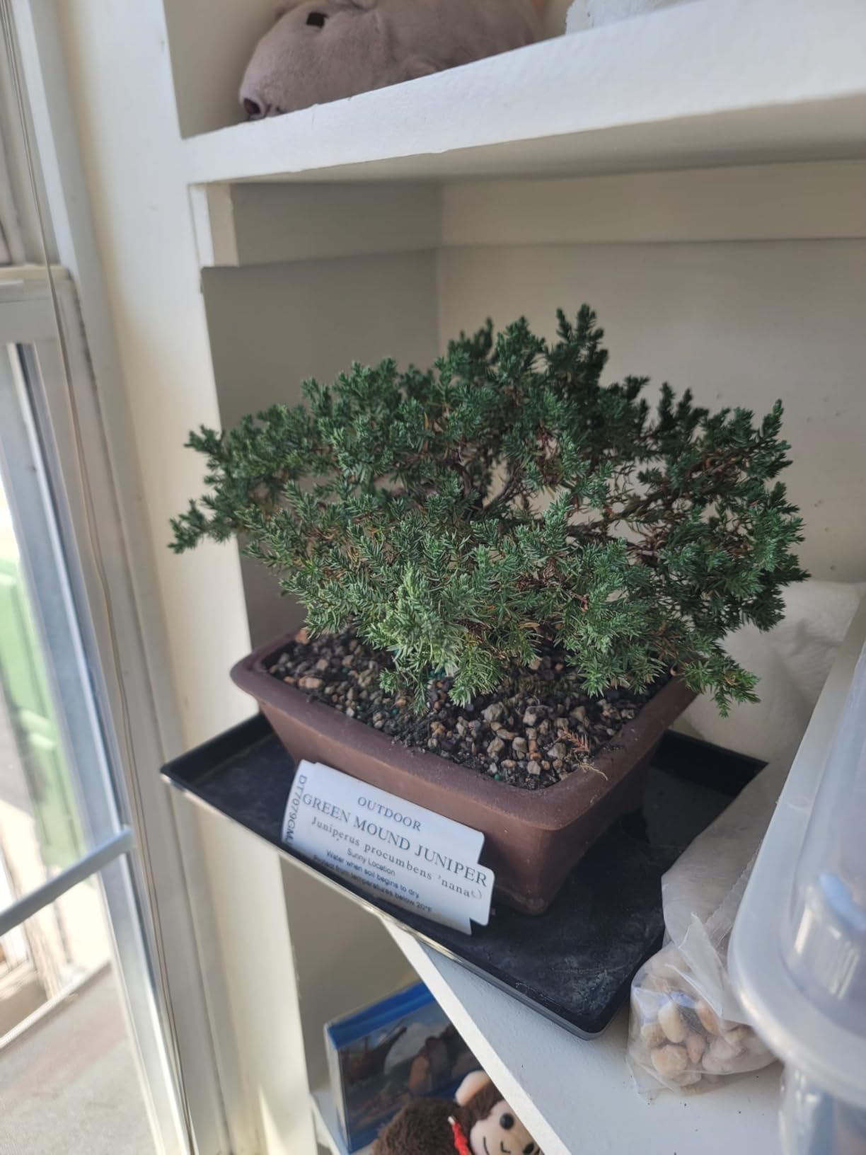Brussel's Bonsai - Live Green Mound Juniper Bonsai Tree in Bonsai Pot, Outdoor Bonsai Tree Live Plant, 5 Years Old, 6-10 Inches Tall (Medium) customer photo 1