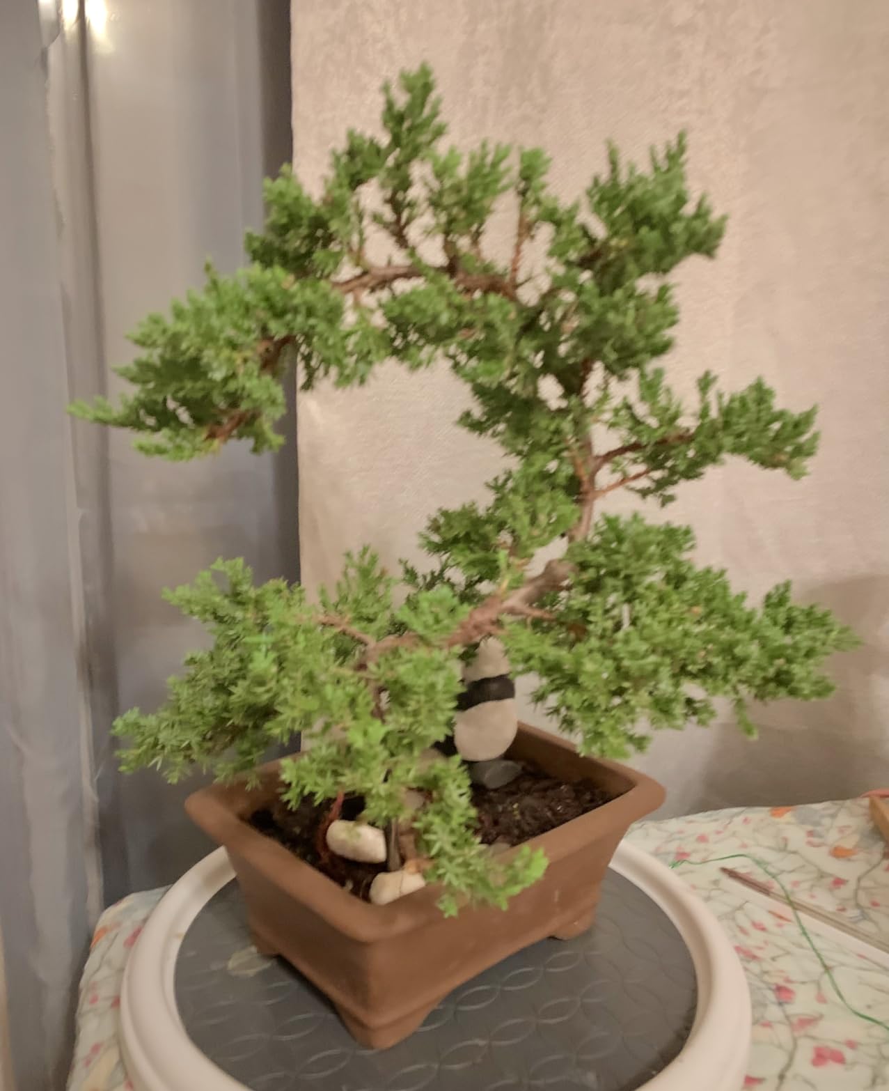 Brussel's Bonsai - Live Green Mound Juniper Bonsai Tree in Bonsai Pot, Outdoor Bonsai Tree Live Plant, 5 Years Old, 6-10 Inches Tall (Medium) customer photo 2