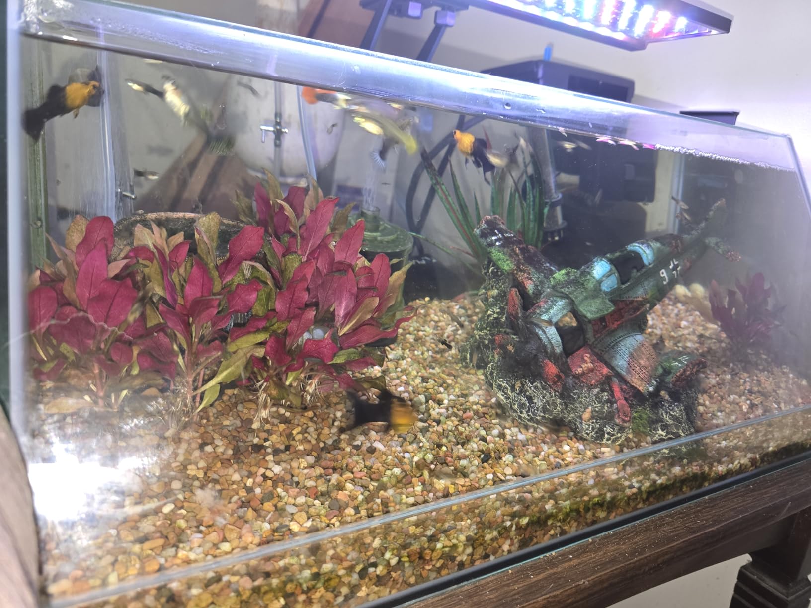 Seachem Tidal Power Aquarium Filter - 35 Gallon Large Fish Tank Filter,black customer photo 1