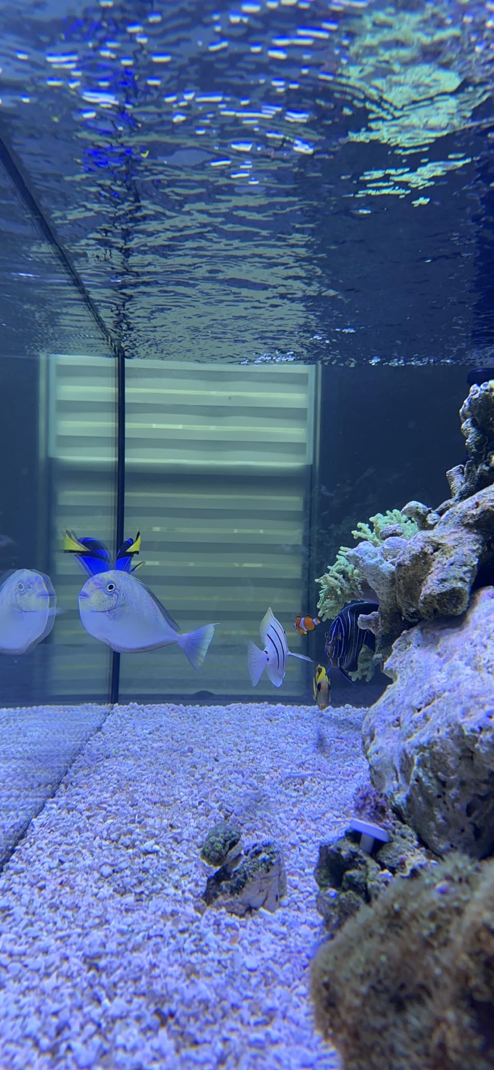 SC Aquariums 150 Gallon Starfire Glass Aquarium 60x24x24 12mm Eurobraced with Built-in Overflow Box - Premium Low Iron Glass Perfect for Planted Displays customer photo 2