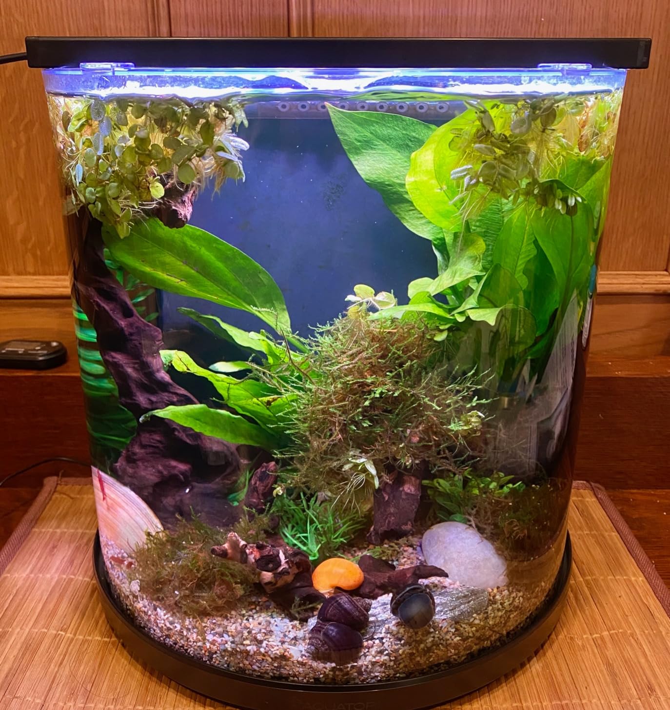 Aquatop Pisces Bullet Shaped Glass Aquarium, 5-Gal Nano Tank - 53 GPH - Touch Sensitive LED Light - All-in-One Kit for Fresh & Saltwater Fish customer photo 1