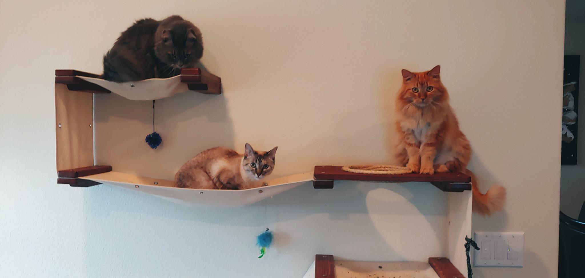 CatastrophiCreations Cat Wall Mounted Play Cat Condo, Bamboo Frame, Modular Design, Sisal Pole, Hammock, 18