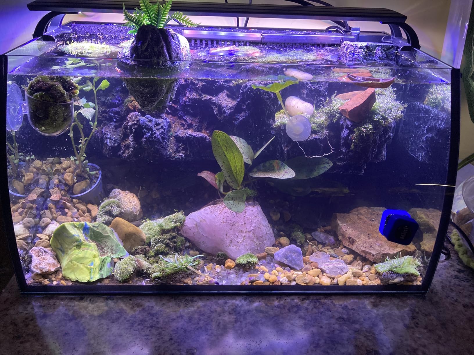 hygger Horizon 8 Gallon LED Glass Aquarium Kit with Power Filter Pump and LED Light customer photo 1
