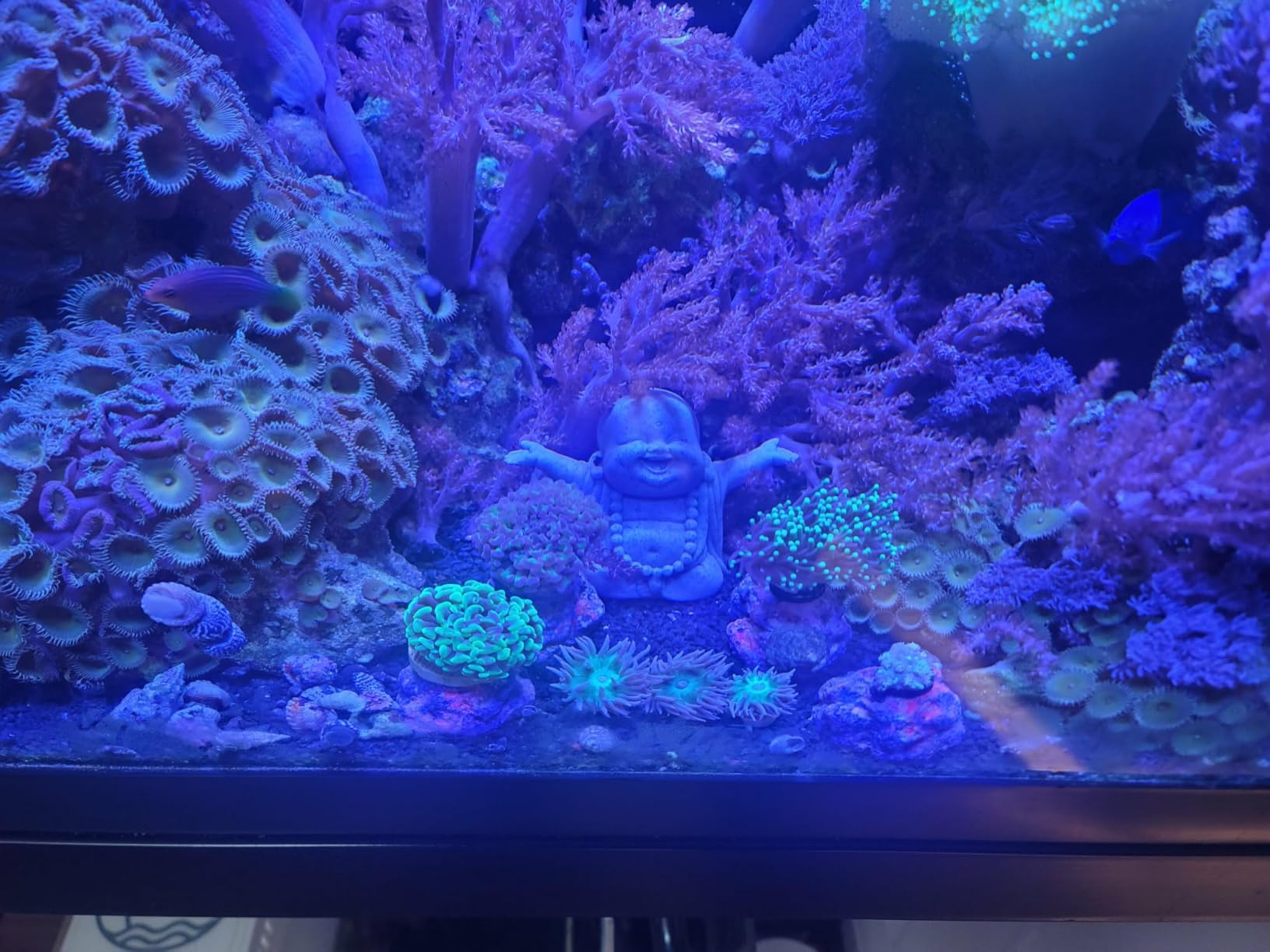 VIPARSPECTRA 165W LED Aquarium Light Dimmable Full Spectrum LED Reef Lights for Coral Saltwater Fish Tank, Remote/Timer Control, Programmable Auto On/Off customer photo 1