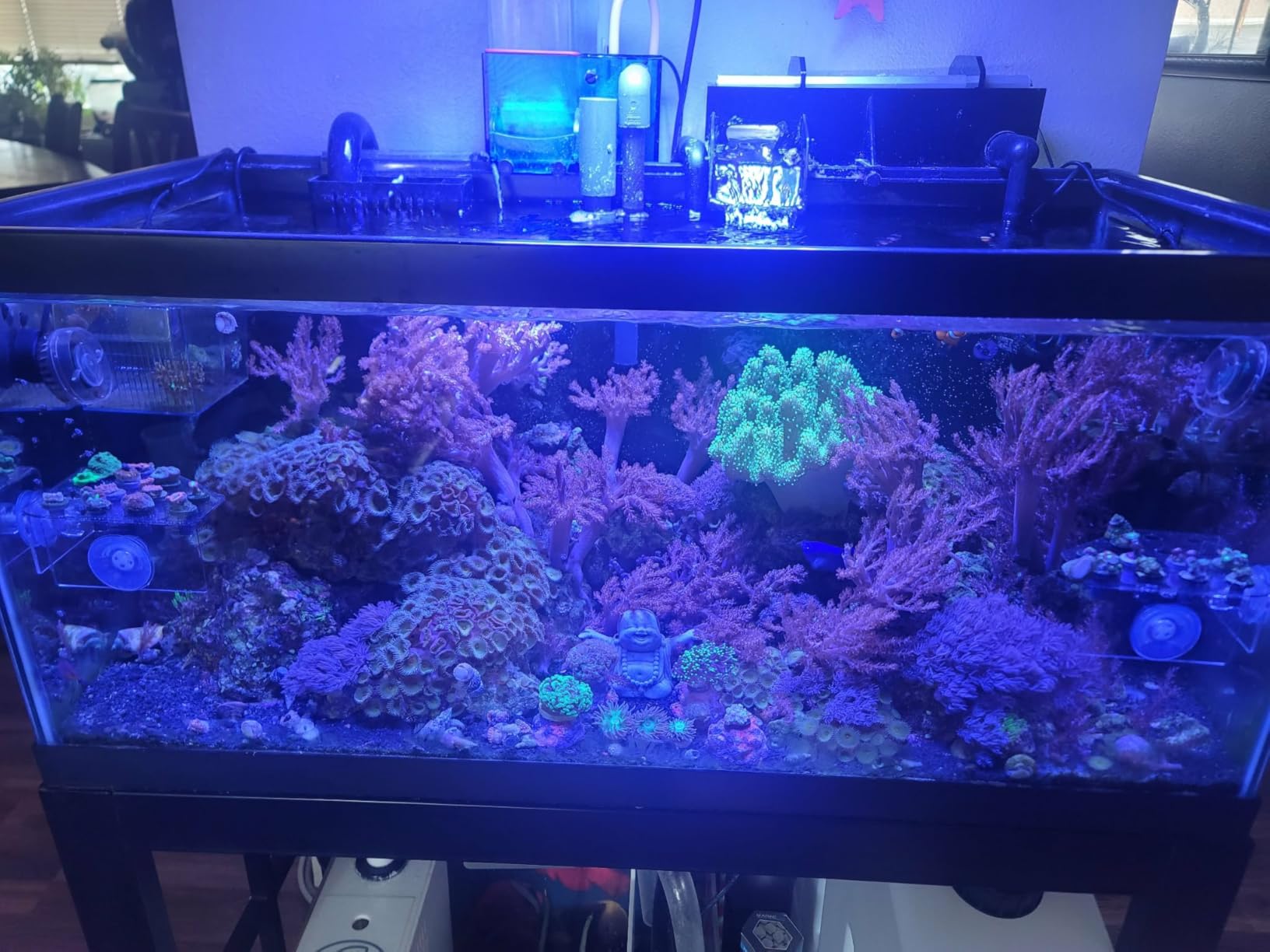 VIPARSPECTRA 165W LED Aquarium Light Dimmable Full Spectrum LED Reef Lights for Coral Saltwater Fish Tank, Remote/Timer Control, Programmable Auto On/Off customer photo 2