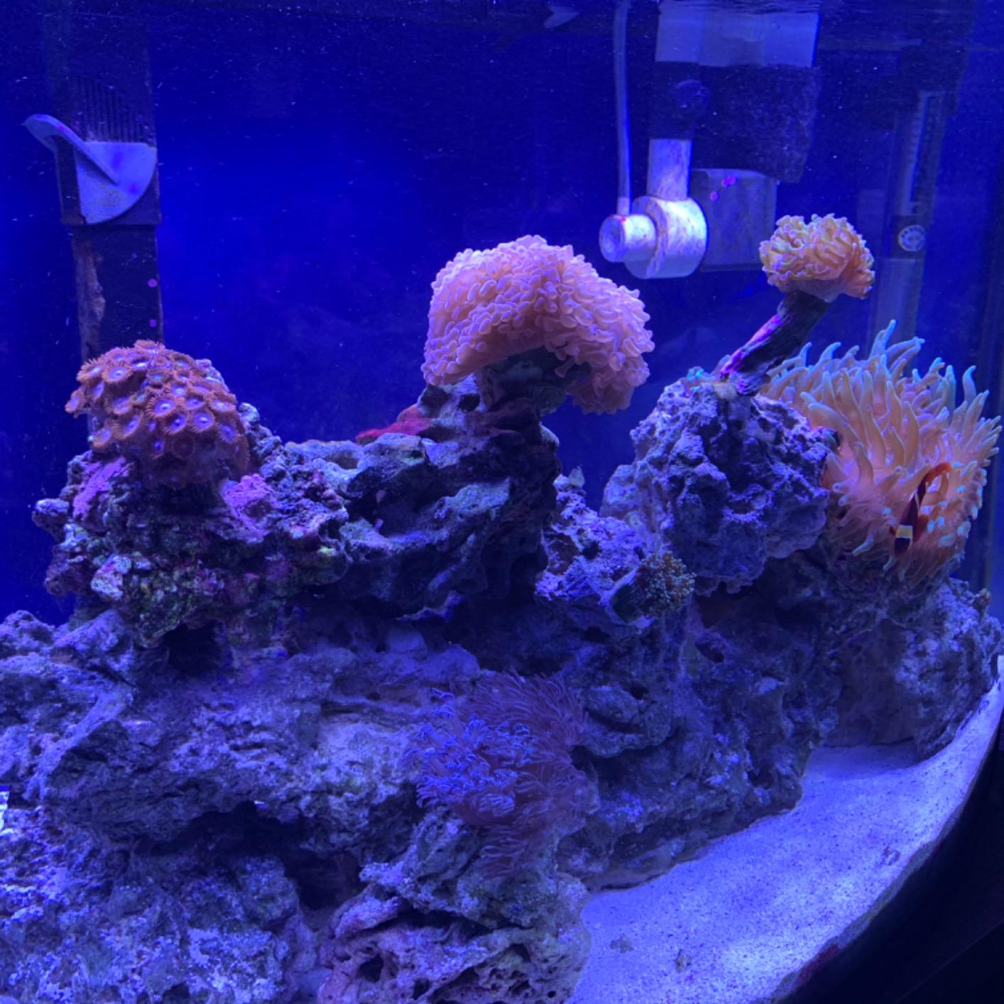 NICREW 20W Saltwater Aquarium Light, Marine LED Reef Light for Corals, Programmable Timer Controller, 18 to 24-Inch customer photo 2