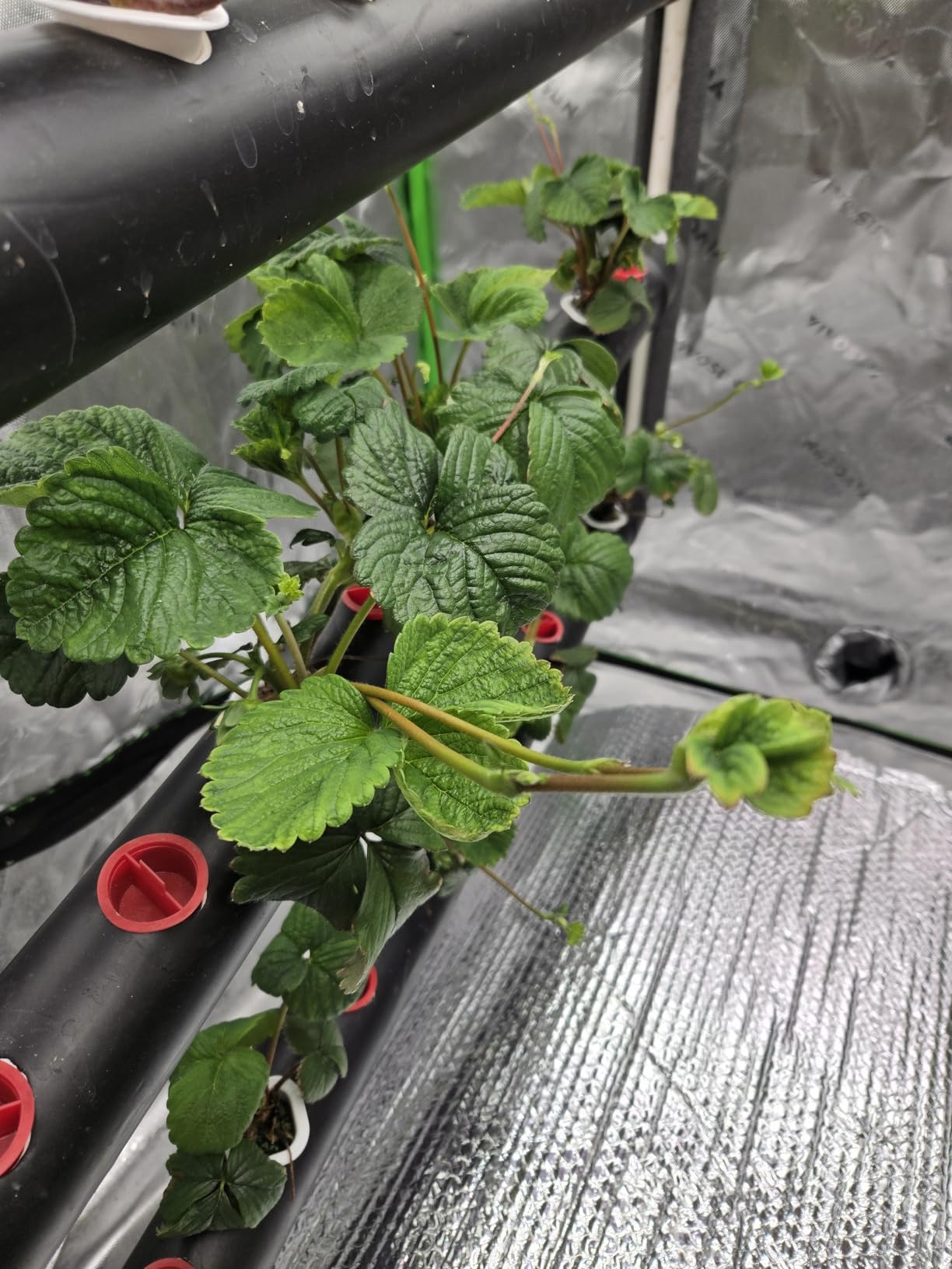 VIVOSUN Hydroponics Growing System 108 Plant Sites, 3 Layers 12 Food-Grade PVC-U Pipes Gardening System Grow Kit with Water Pump Timer, Nest Basket and Sponge for Leafy Vegetables customer photo 1