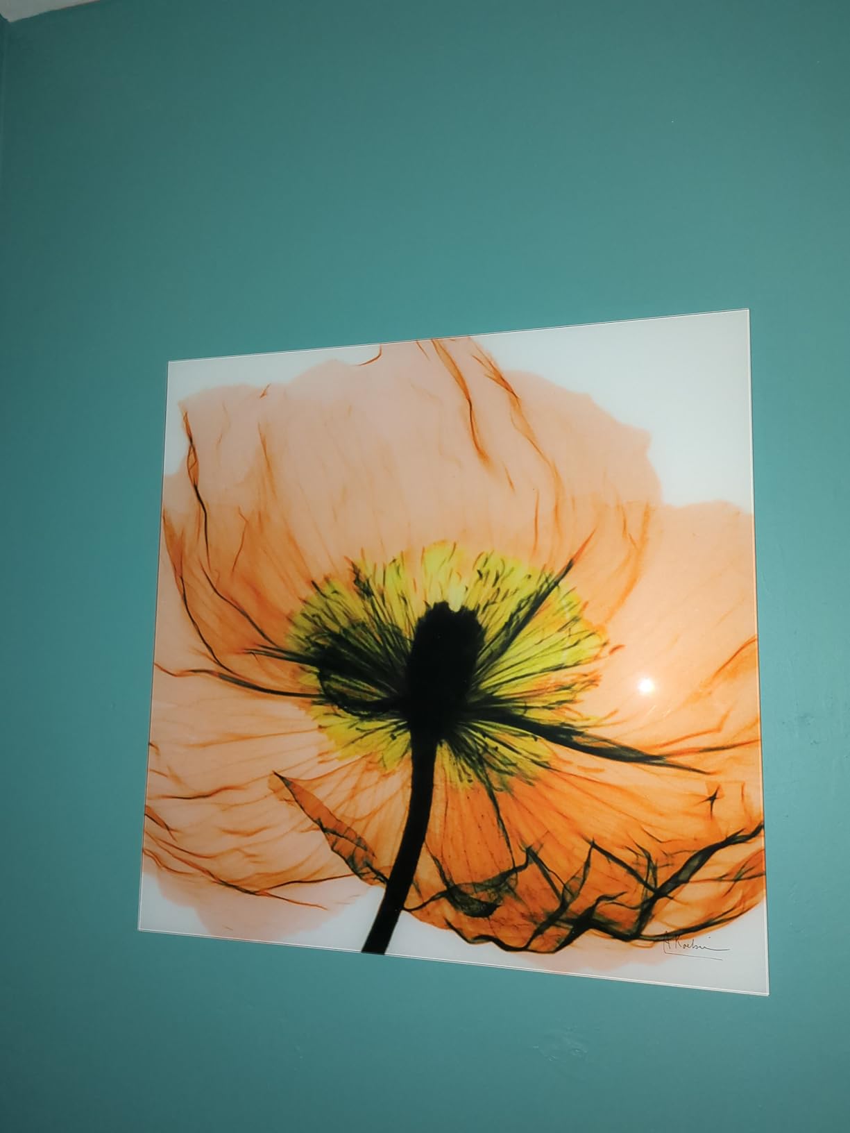 Empire Art Direct Calia Lily Frameless Free Floating Reverse Printed Tempered Glass Wall Art, X-ray Flower Wall Decor, Rectangular, Ready to Hang, Living Room, Bedroom, Kitchen, Gallery, 24