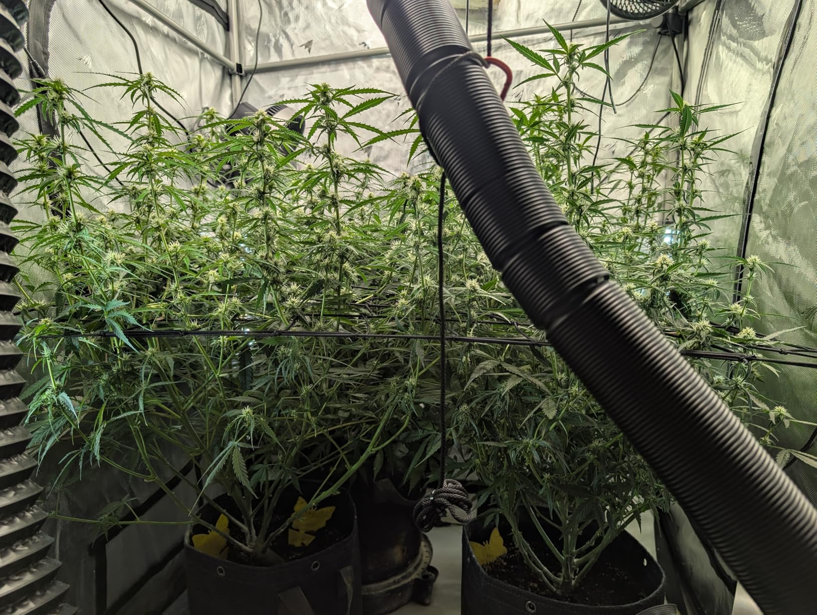 AC Infinity CLOUDLAB 894, Advance Grow Tent 8x4, Thickest 1