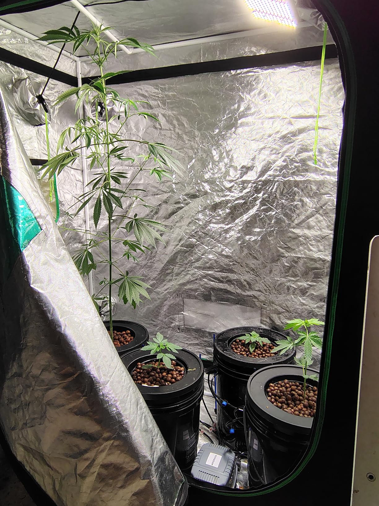 VIVOSUN DWC Hydroponics Grow System with Top Drip Kit, 5-Gallon Deep Water Culture, Recirculating Drip Garden System with Multi-Purpose Air Hose, Air Pump, and Air Stone (8 Buckets + Top Drip Kit) customer photo 1