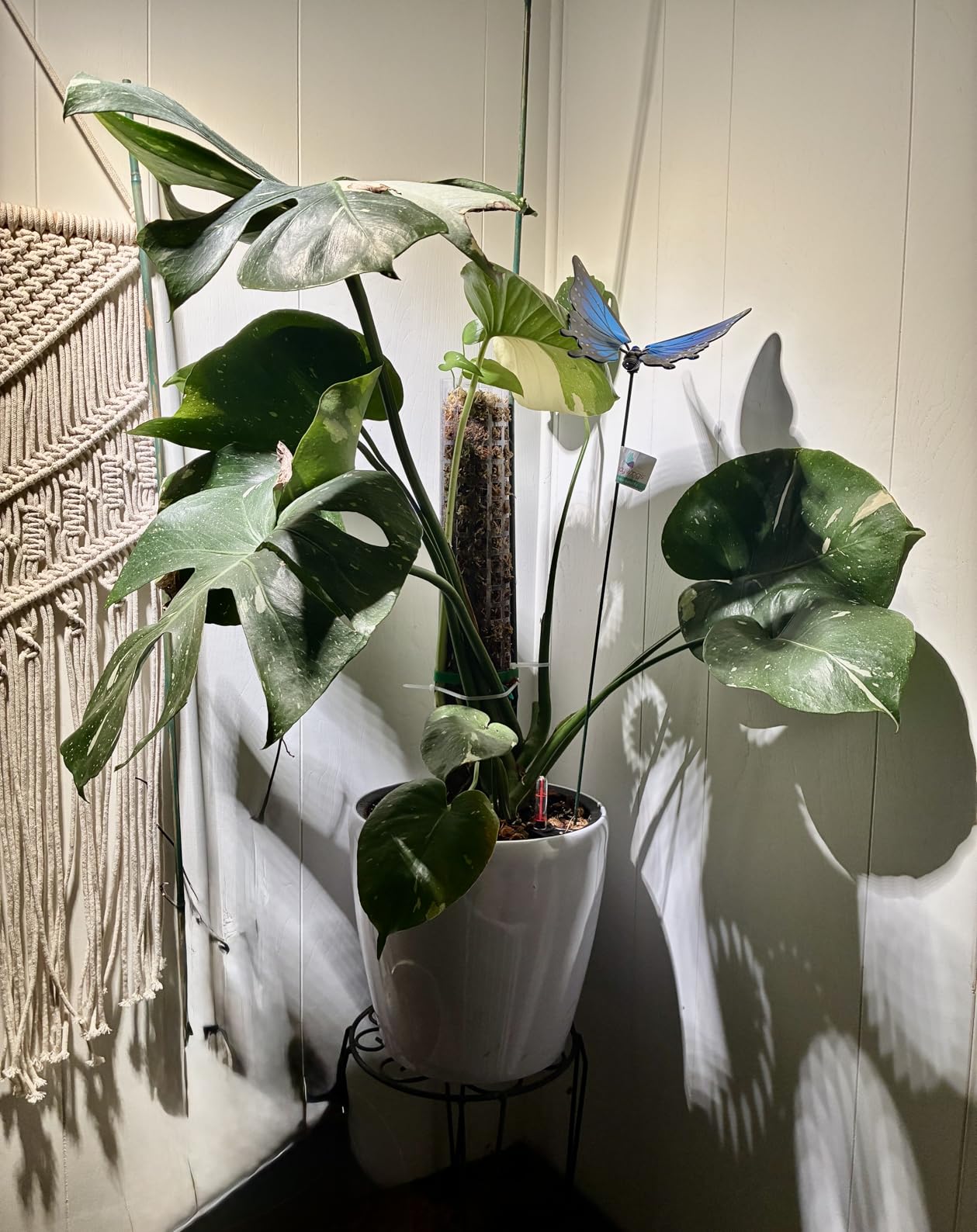 Dexceder 9x8 Inches High Gloss Self Watering Planter Indoor Outdoor, Inner Pot Design, Thickened Table Flower Plant Pot with Water Level Indicator (White) customer photo 1