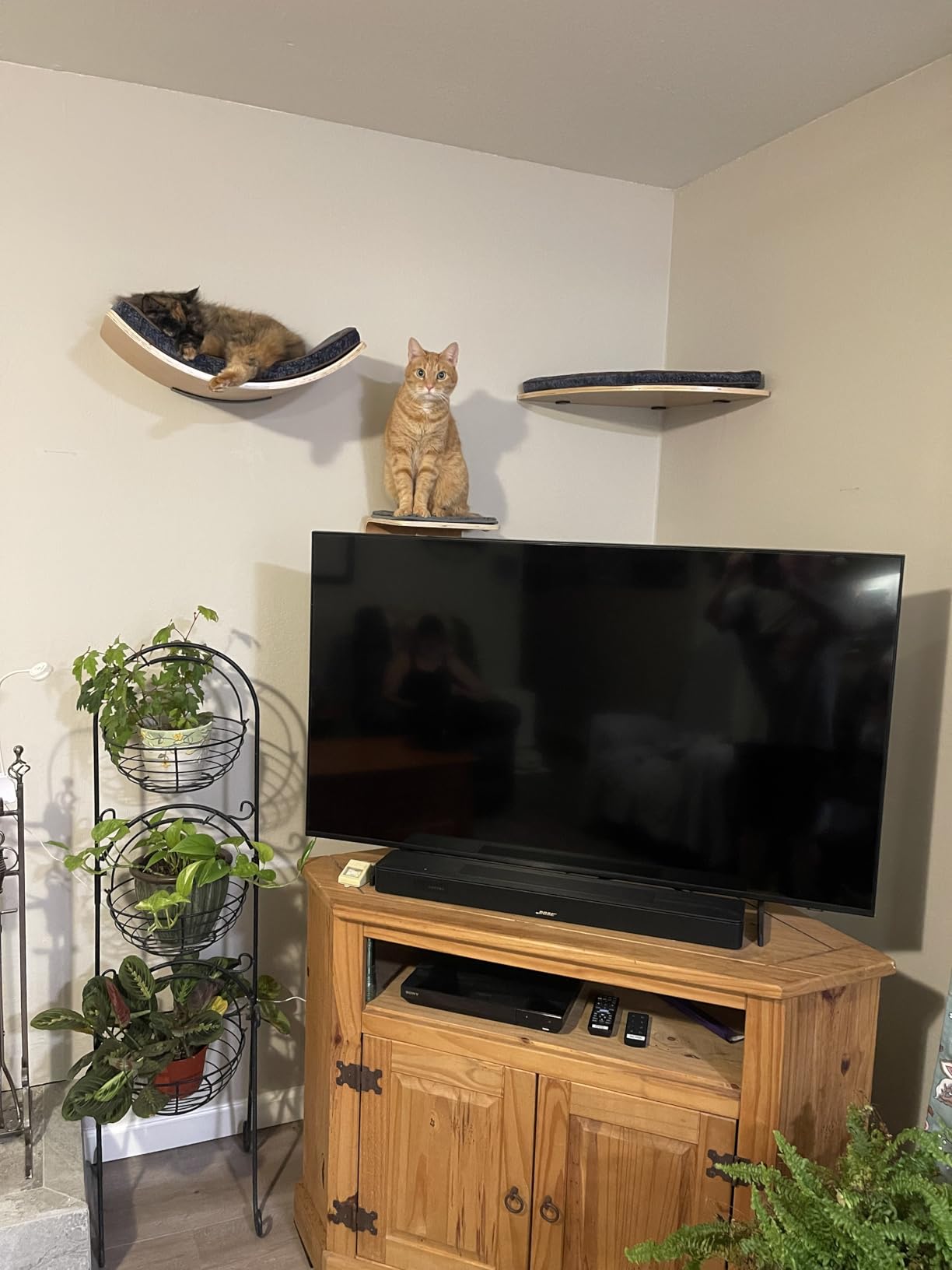 LIORCE Cat Wall Shelf with Two Steps - Curved Cat Shelves and Perches for Wall (Large Size) - Wall Mounted Cats Furniture for Sleeping, Playing, Climbing, and Lounging customer photo 2