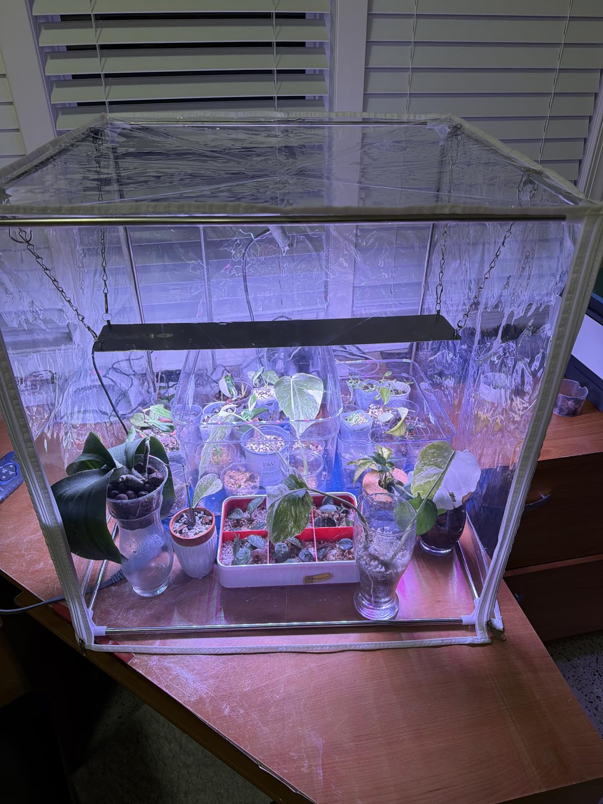 Barrina CX5Z Indoor Greenhouse with Grow Light - 4-Tier Portable Plant Stand with 6PCS 30W Full Spectrum T8 Plant Lights customer photo 2