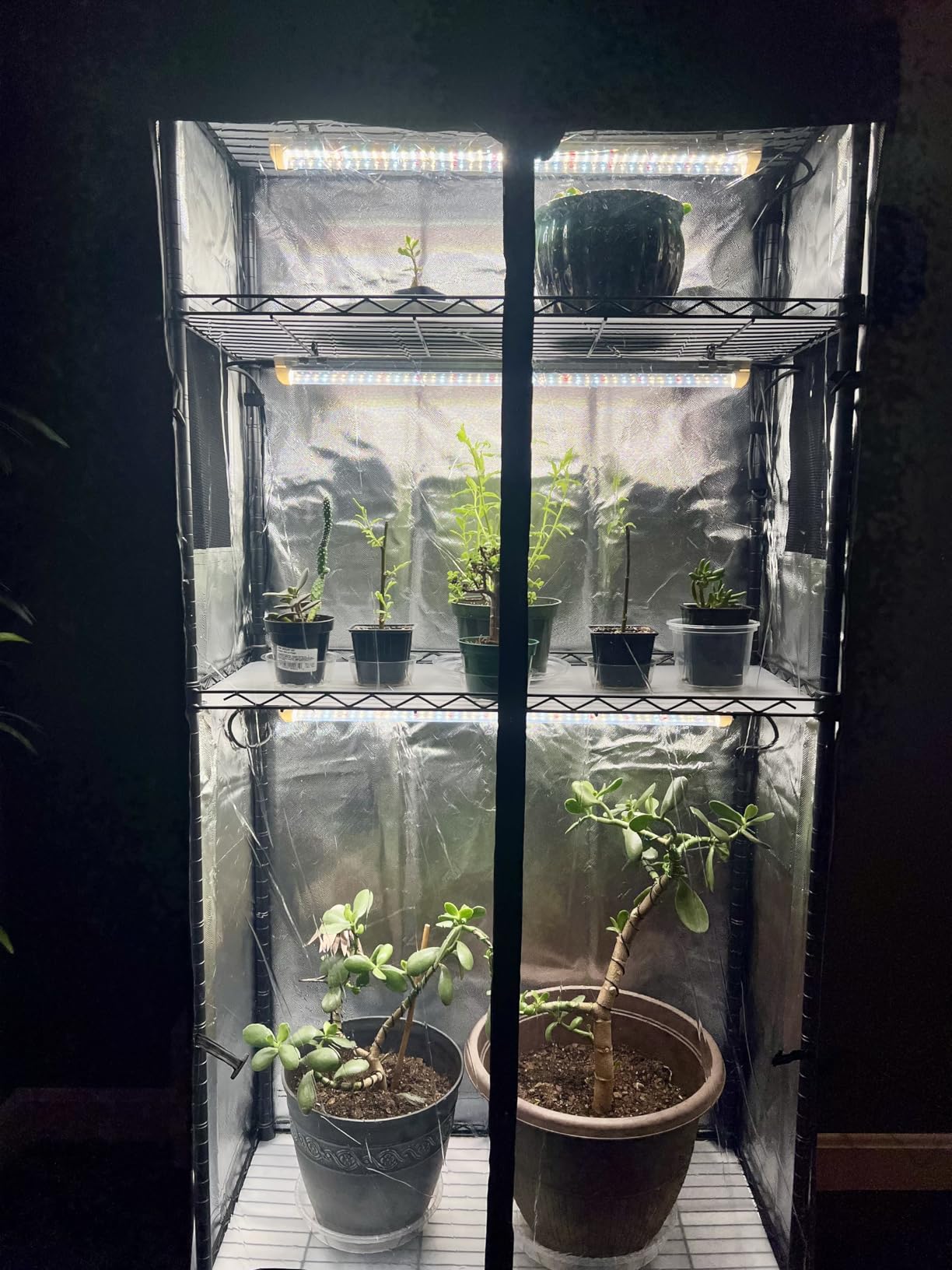 Bstrip Plant Shelf with Grow Light, 5-Tier Plant Stand with T8 24W Grow Light for Indoor Plants with Wheel, Grow Light Shelf with Timer for Indoor Plant, Seedling, Seed Starting, 29.5x13.8x59IN customer photo 2