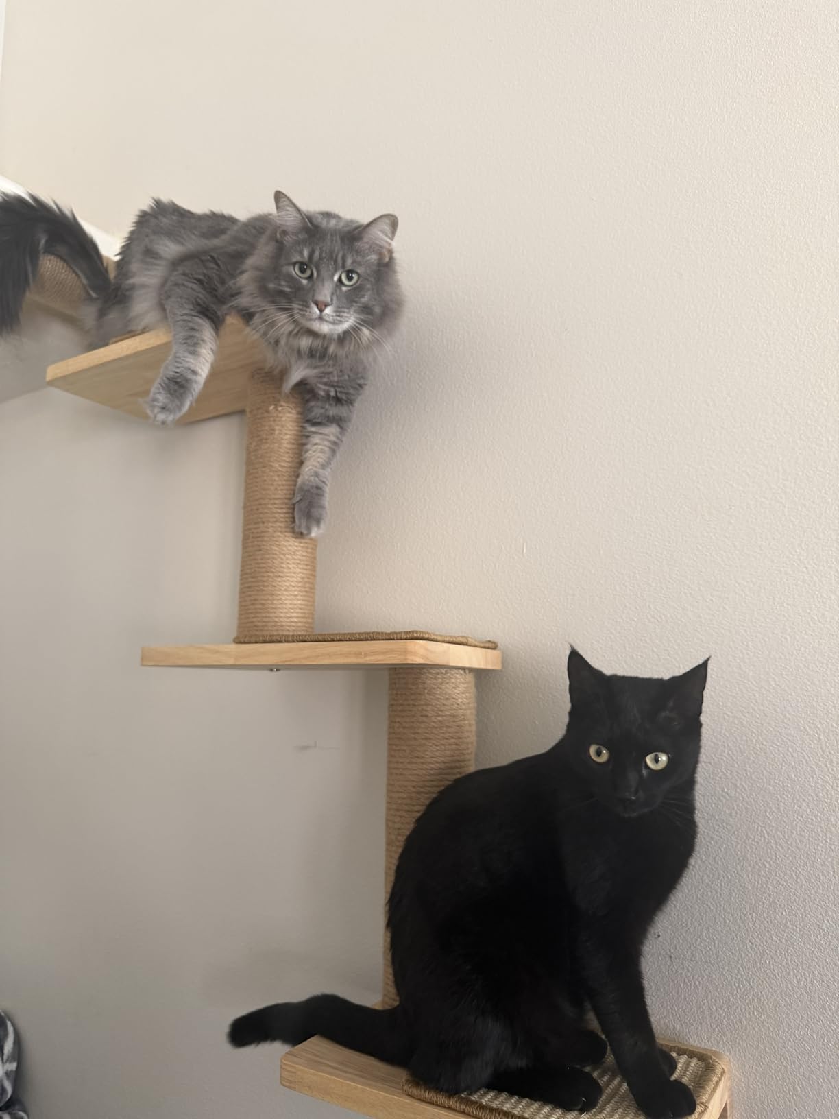 FUKUMARU Cat Wall Shelves, 3 in 1 Transformable Cats Scratching Post Wall Mounted, DIY Kitten Walls Jungle and Perch Platform Supplies, Suit for Climb, Play, Nap, Scratch customer photo 1