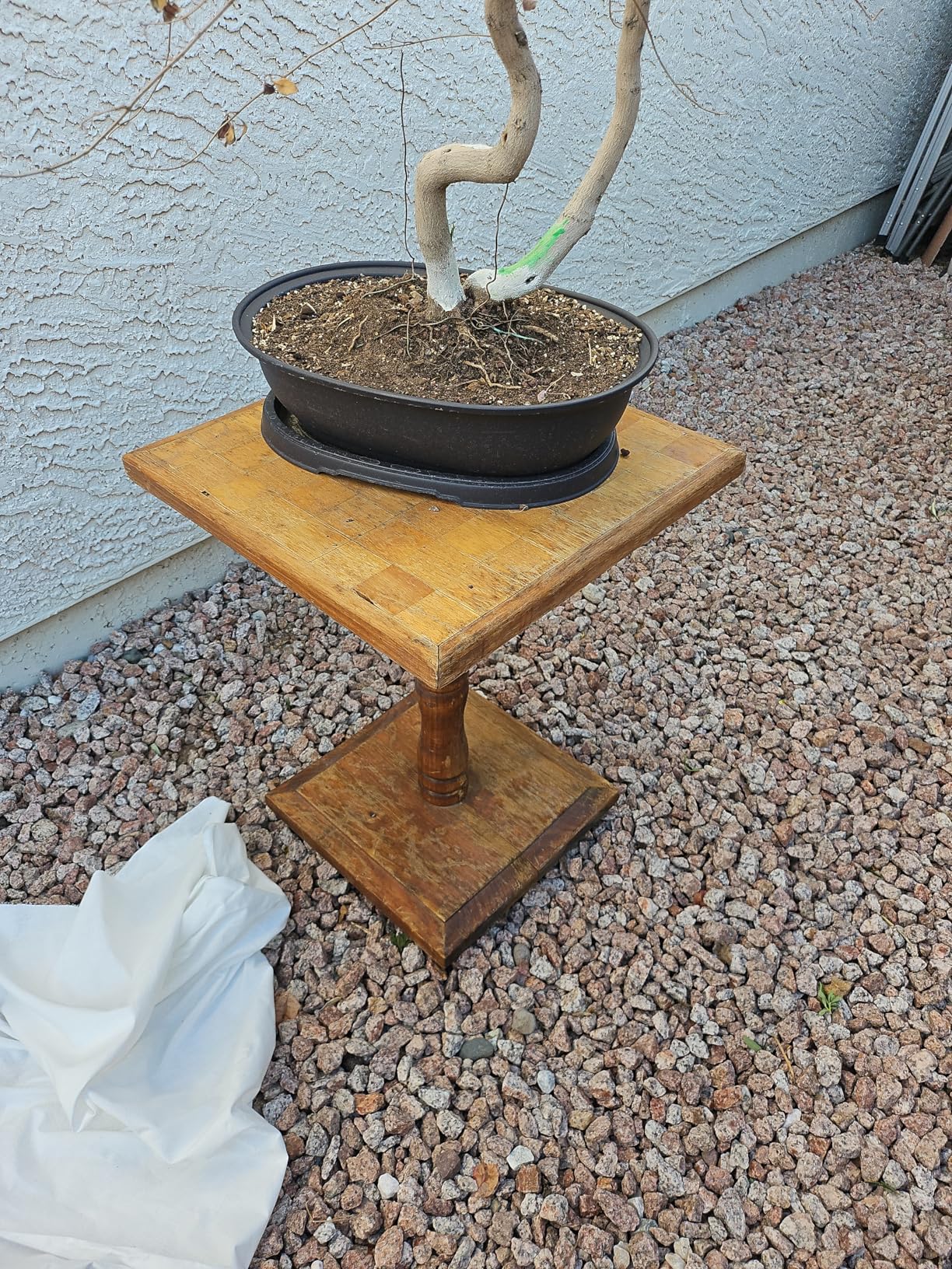 CZ Grain Giant 18 Inch Oval Bonsai Pot and Drip Tray - Biggest Bonsai Display Pot on The Internet (1 Pot) customer photo 1