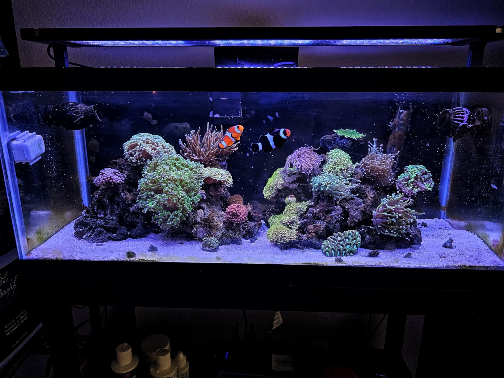 GLOWRIUM Saltwater Aquarium Light, Smart Reef Coral Fish Tank Light with Bluetooth + WiFi Dual Control App, DIY Spectrum, Brightness Adjustable, Anti-Drop, Real Time Water Temperature Sensor(36-48 in) customer photo 1