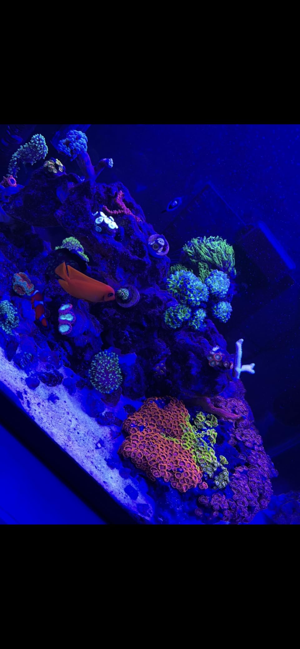 GLOWRIUM Saltwater Aquarium Light, Smart Reef Coral Fish Tank Light with Bluetooth + WiFi Dual Control App, DIY Spectrum, Brightness Adjustable, Anti-Drop, Real Time Water Temperature Sensor(36-48 in) customer photo 2