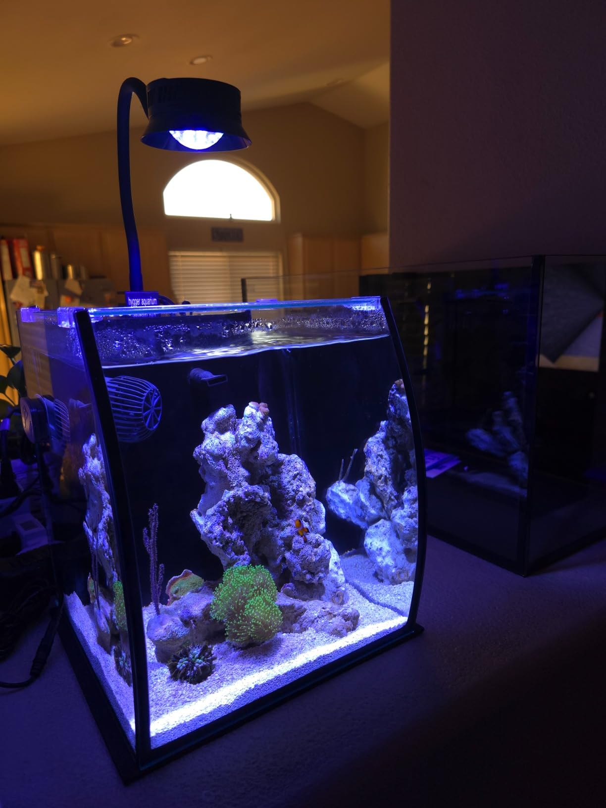 Aquatop 8.6 Gallon Bow Front Glass Aquarium Kit with Filter and LED Lighting - All in One Desktop Fish Tank customer photo 2