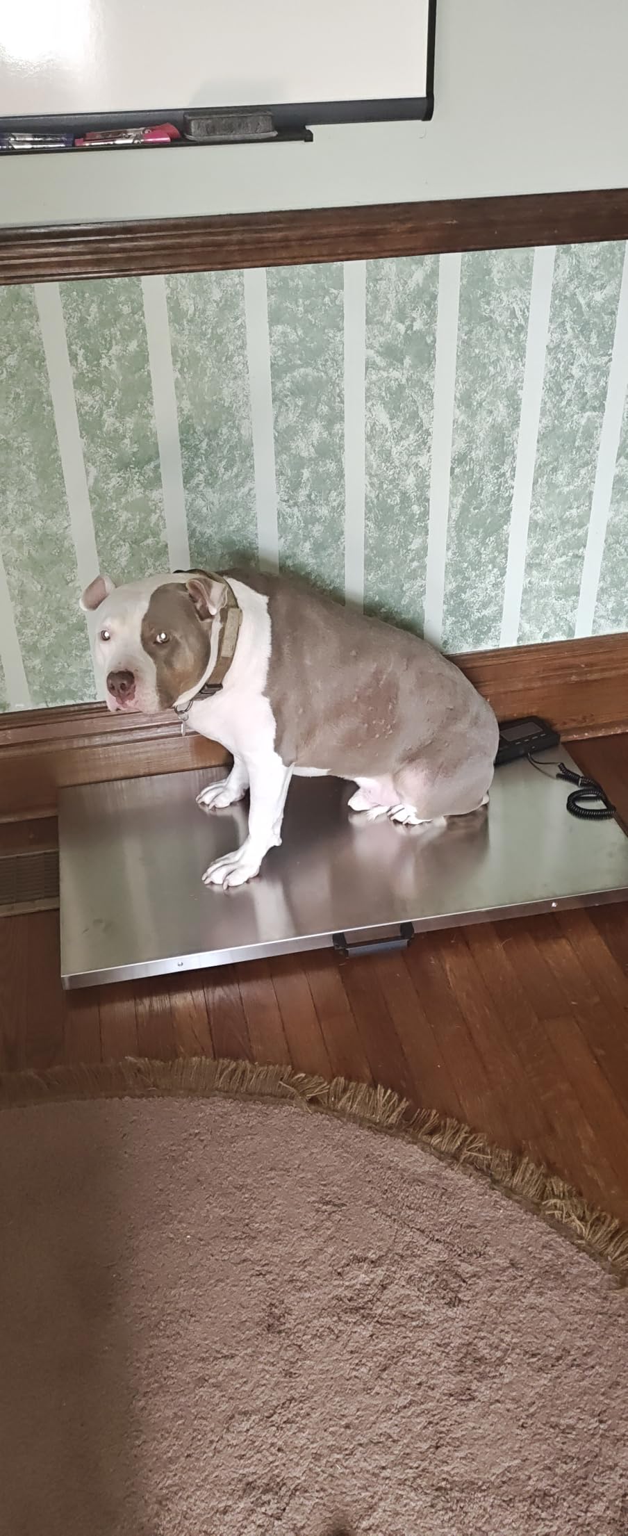 VEVOR 880Lbs x 0.2Lbs Livestock Scale, Large Platform 40.6x20.9 Inch Stainless Steel Vet Scale, Industrial Floor Scale for Large Animal Dog Pig Goat Weight Scale customer photo 1