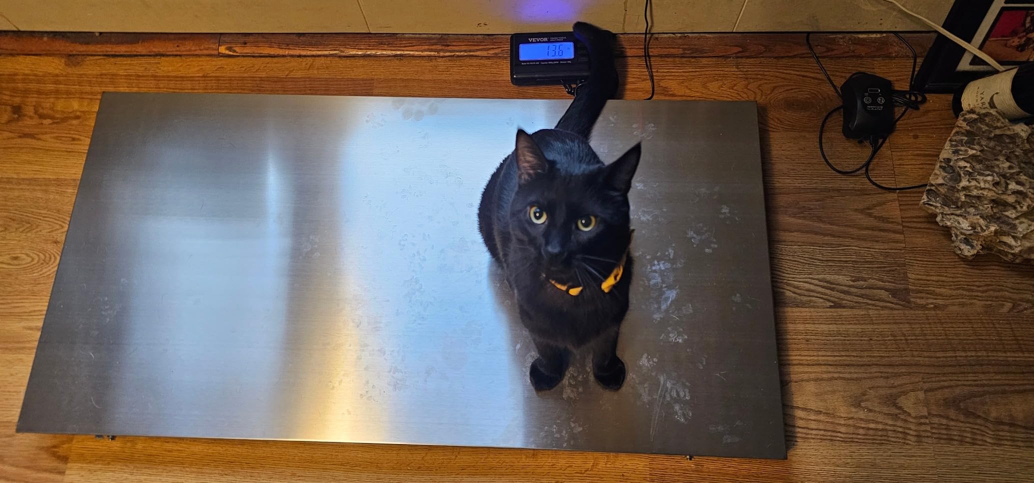VEVOR 880Lbs x 0.2Lbs Livestock Scale, Large Platform 40.6x20.9 Inch Stainless Steel Vet Scale, Industrial Floor Scale for Large Animal Dog Pig Goat Weight Scale customer photo 2