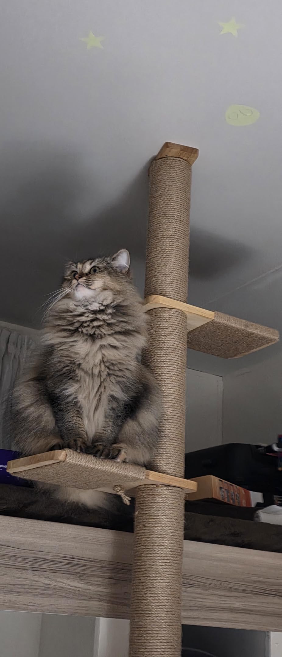 FUKUMARU Wall-Mounted Cat Tree for Small & Medium Cats, 5-Tier Tall Cat Climbing Tower with Scratching Post, Indoor Cat Wall Shelves for Climbing, Scratching & Lookout customer photo 1