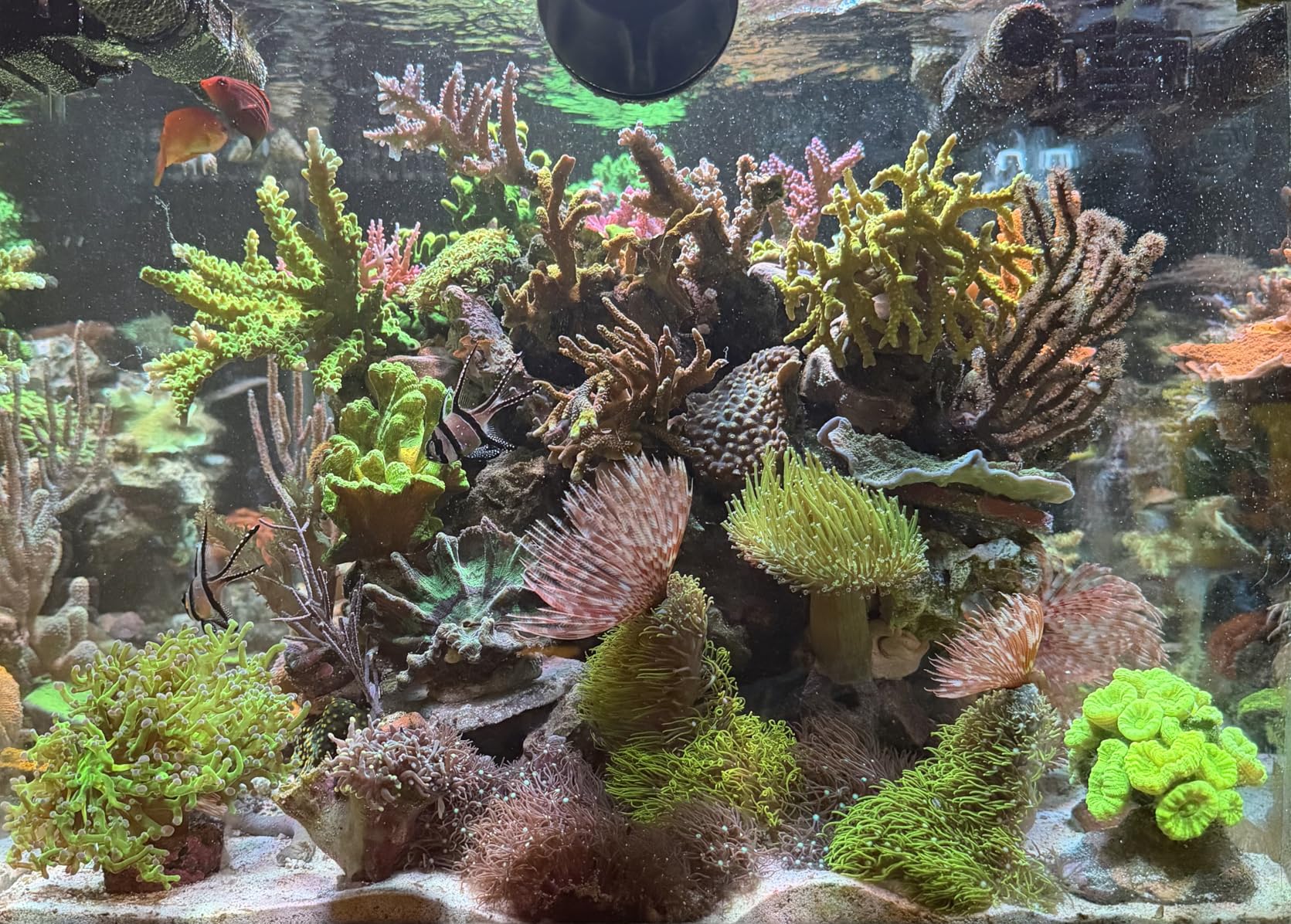 NICREW HyperReef 100 Gen 2 Reef LED Light, 100W Reef Aquarium Lighting for SPS LPS Corals and Saltwater Fish Tanks, Enhanced Violet and Blue Spectrum customer photo 1