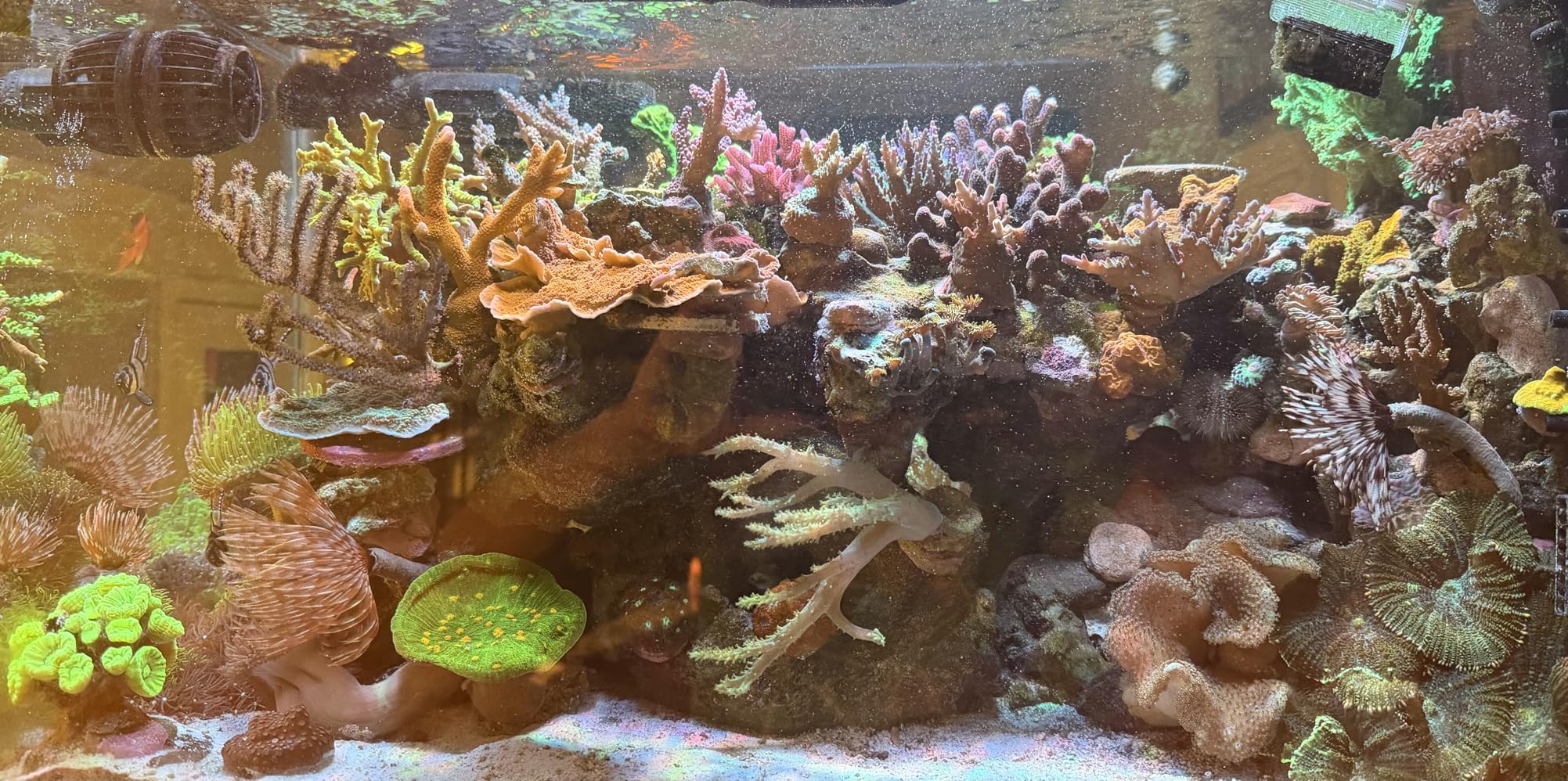 NICREW HyperReef 200 Gen 2 Reef LED Light, 200W Reef Aquarium Lighting for SPS LPS Corals, Enhanced Violet and Blue Spectrum, 5 Channels Fully Programmable customer photo 2