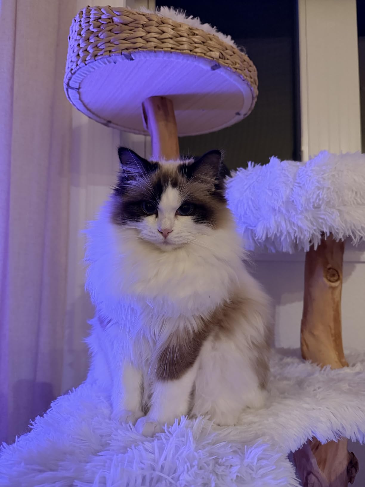 Tangkula Solid Wood Cat Tree, Modern Wooden Cat Tower with Perch, Jute Scratching Posts, Dangling Ball, Soft Long Plush, Luxury Cat Condo, Natural Branch Cute Cat Tree for Indoor Cats customer photo 1