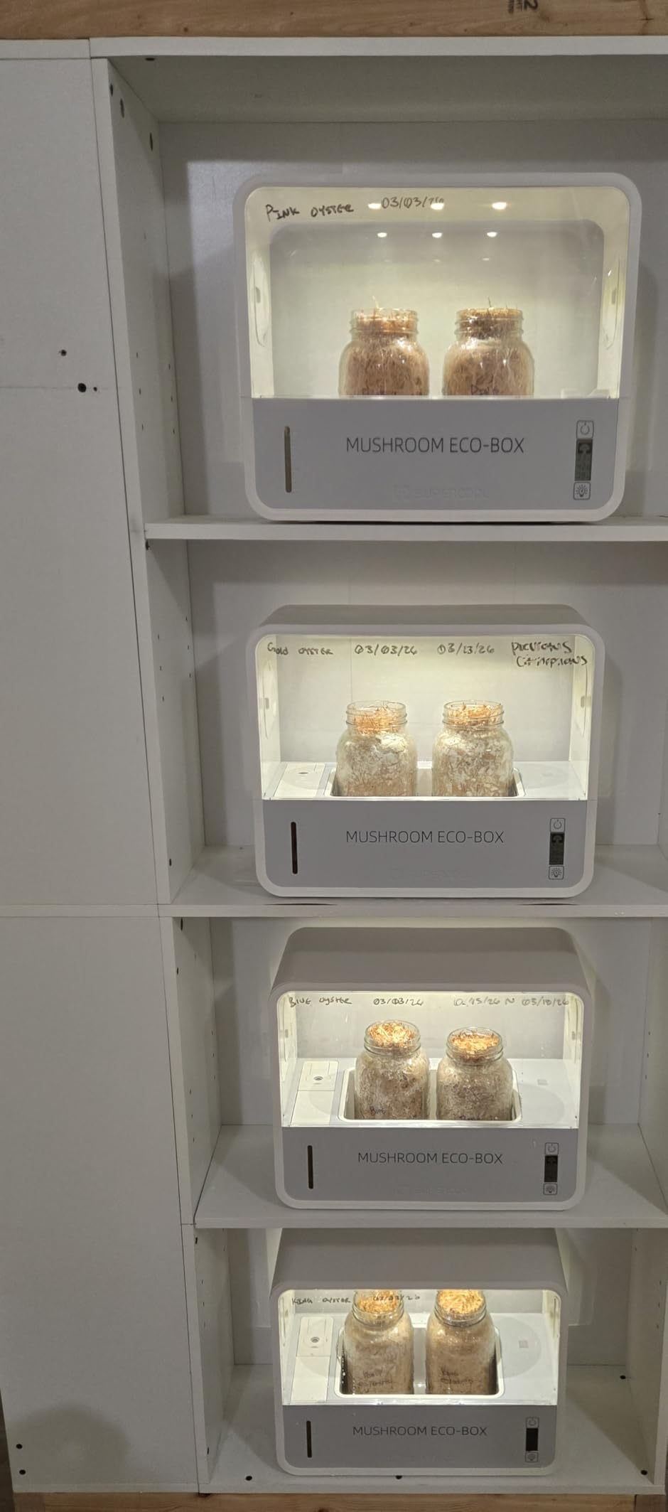 Mushroom Grow Tent with Temperature and Humidity Display,Smart Mushroom Growing Box,Mushroom Monotub Growing Kit with Grow Light,Indoor Still Air Box for Mushroom Growers customer photo 1