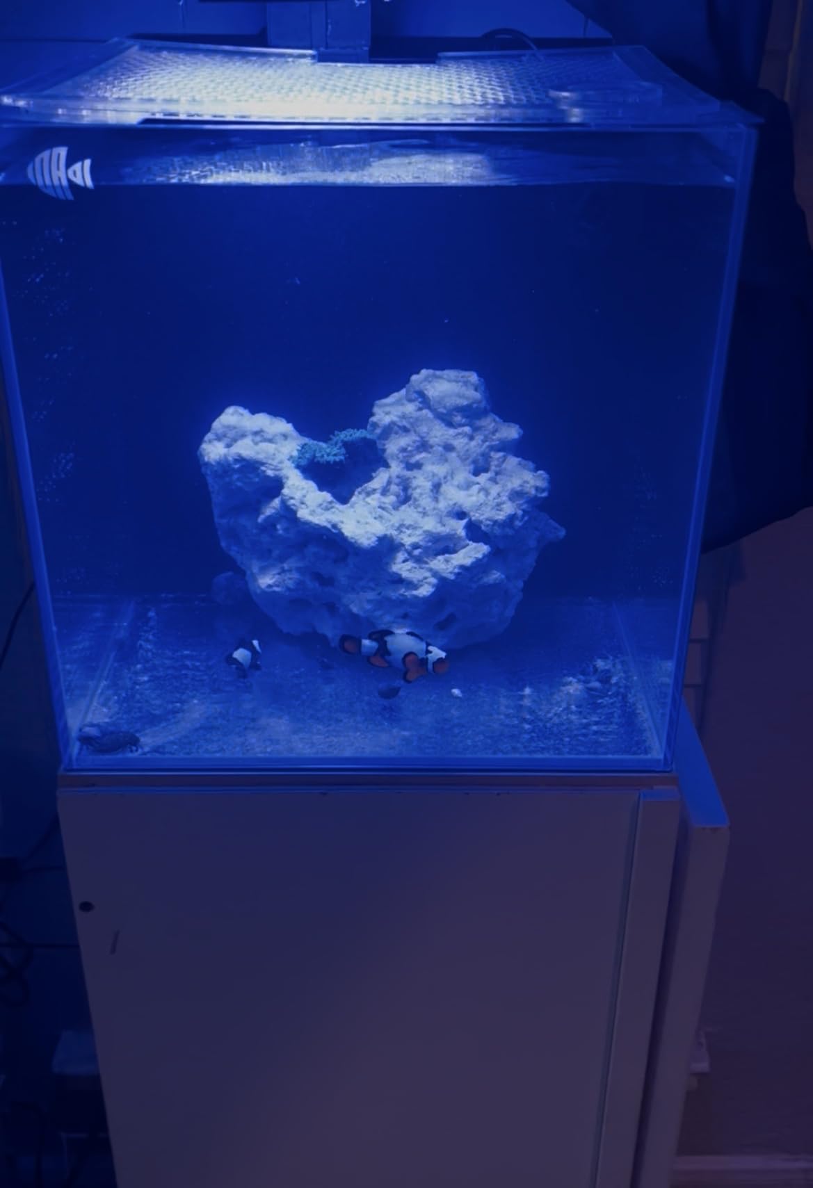 Coralland 8-Gallon Saltwater Aquarium - Ultra Clear Low Iron Glass, Perfect for Marine Fish & Reef Tanks customer photo 1