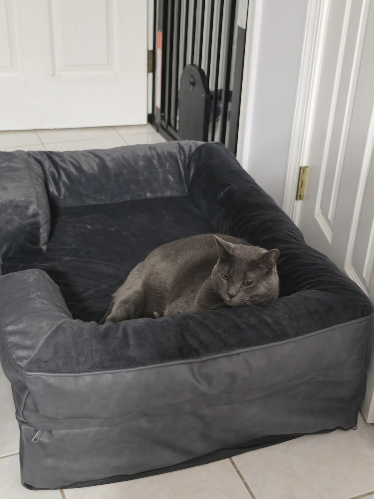 NOAH & PAW Giant Dog Bed XXL, 55x45x11 Inch, Orthopedic Dog Beds, Eggshell Memory Foam Infused with Cooling Gel, Inner Cover, Waterproof, Machine Washable (Faux Leather Sofa Collection) customer photo 1