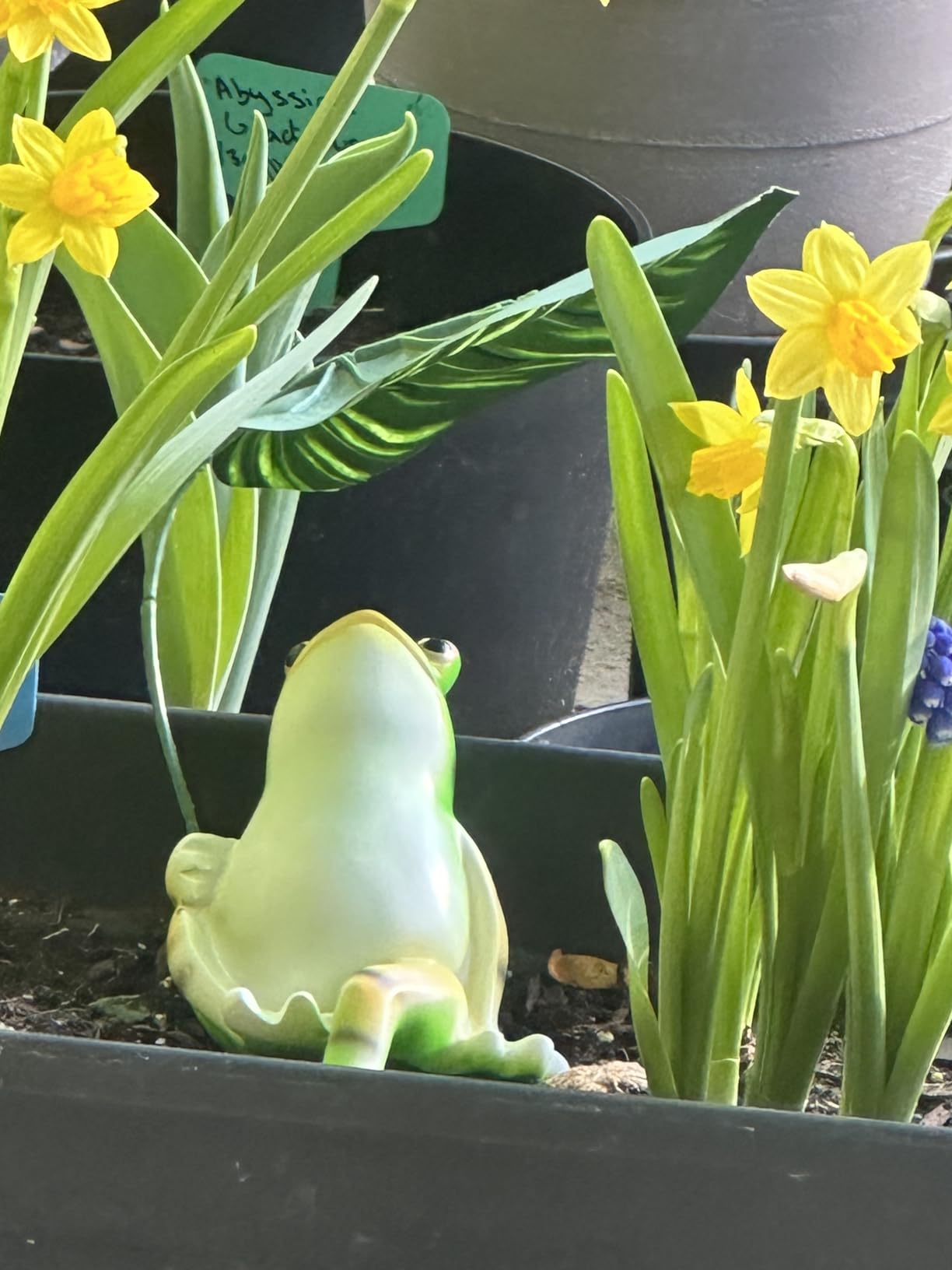 OwMell Frog Statue for Garden, Green Frog Figurine for Outdoor Decor Yard and Garden Decoration Resin Sculpture - Umbrella customer photo 1