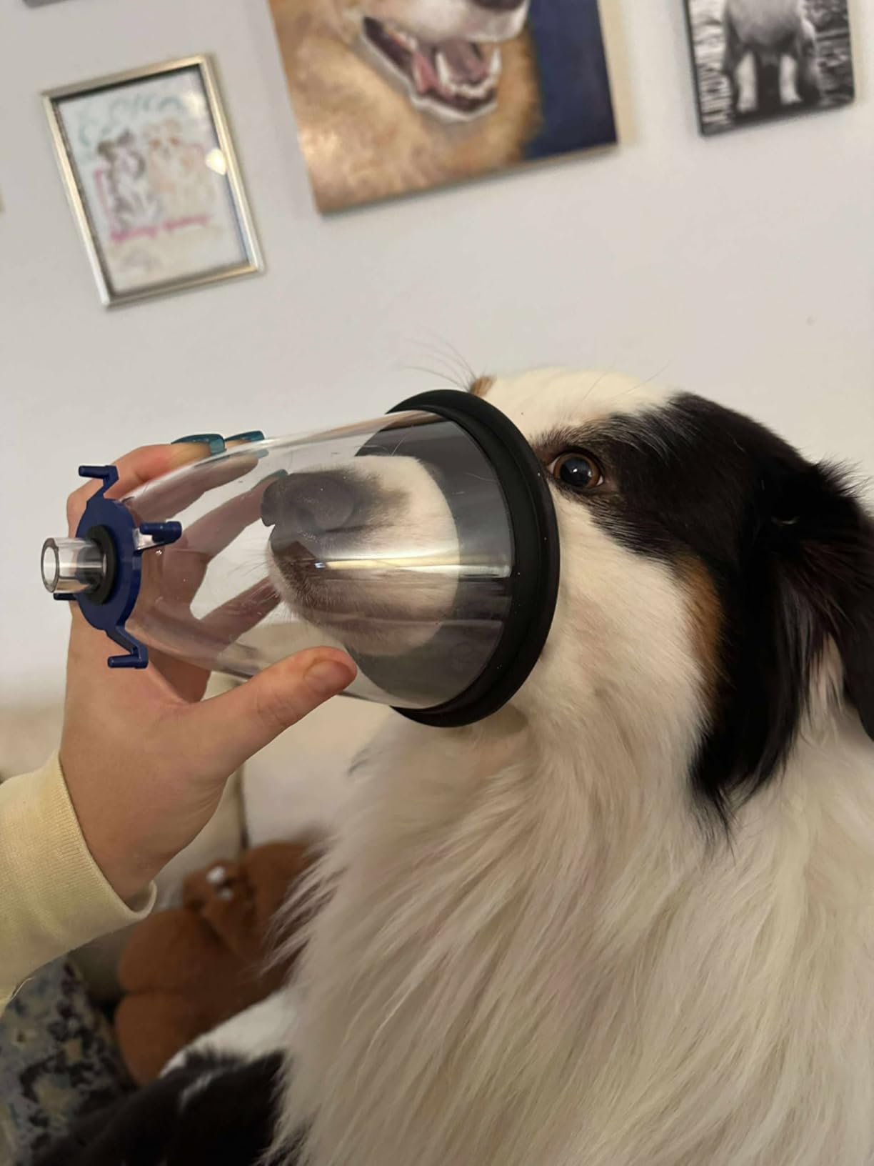 Veterinary Anesthesia Mask Set - 6 Sizes for Dogs/Cats/Birds/Pets - Anesthetic Accessory, Fits Standard Anesthesia Machines - Easy to Clean & Storage Box Included (Animal Use Only) customer photo 1