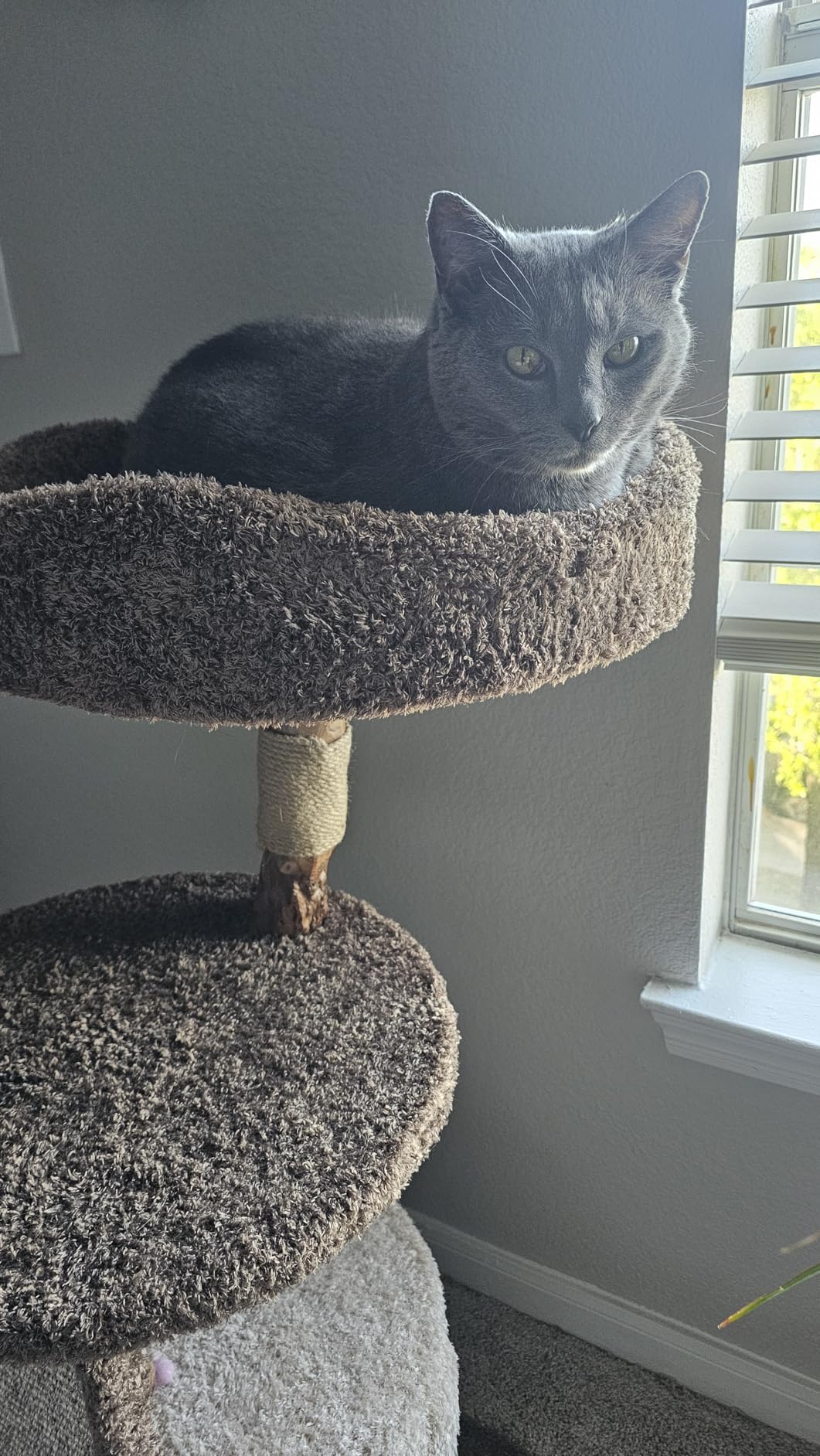 40 Inch Tall Modern Solid Wood Cat Tree Tower for Indoor Cats Large Adult, Sturdy Heavy-Duty Cat Condo with Scratching Post, Perch, Scratcher, Platform, Cozy Hideaway customer photo 1