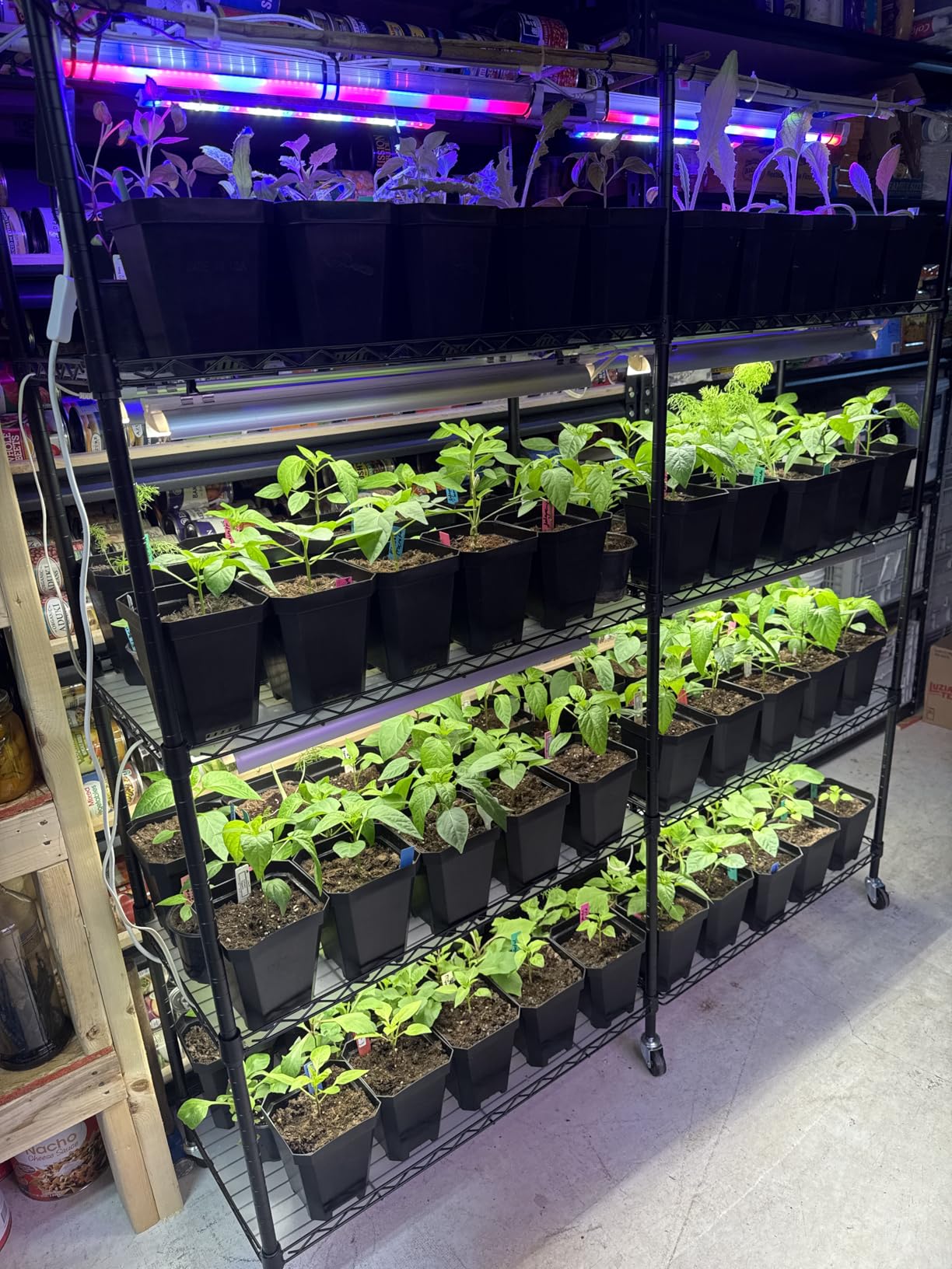 Bstrip 5-Tier Plant Shelf with Grow Light, Large L-Shaped or Long Shape Indoor Plant Stand, 8 Pack 192W T8 Full Spectrum Grow Lights for Indoor Plants & Seed Starting customer photo 2