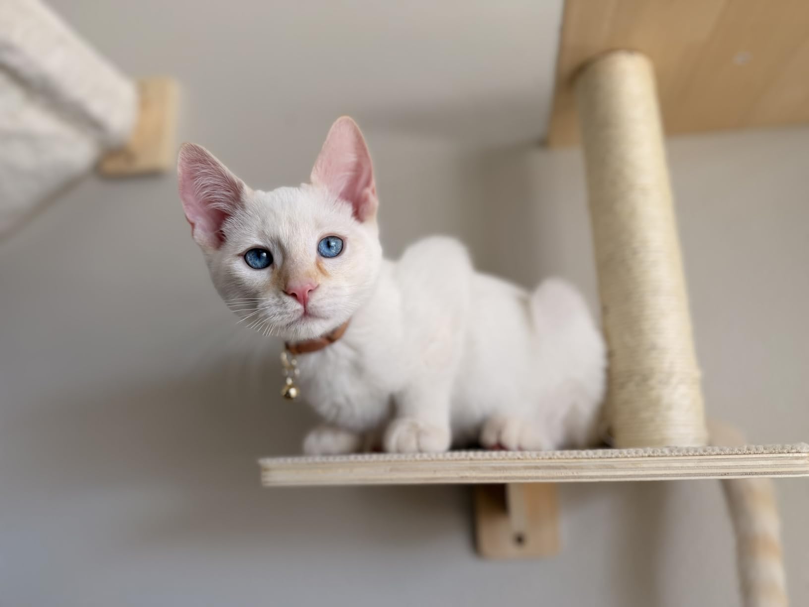 Cat Wall Shelves for Large Cats, 5-in-1 Cat Wall Furniture with Large Hammock and Wide Perch, Wooded Wall Climbing Furniture Set for Indoor Cats customer photo 2