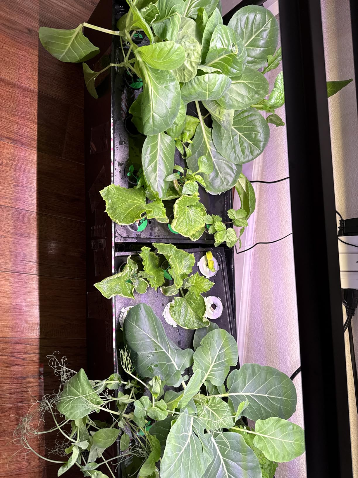 Large Hydroponics Growing System Kit, 48 Pods Vertical Hydroponic Garden, with 48 Large Buckets, 40L Indoor Garden System for Herb Vegetable Fruit, with 2 Light Modes customer photo 1