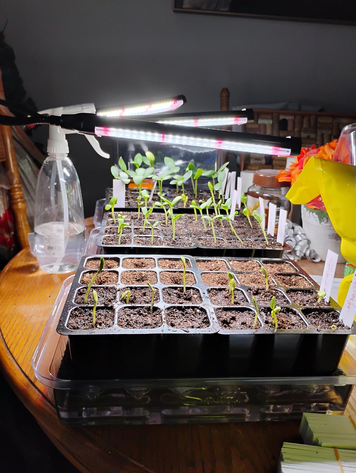 SOLIGT 72 Cell Self Watering Seed Starter Trays with Grow Light, 3 Seed Starter Kit with Humidity Domes, Full Spectrum Seedling Light with 8/12/18H Timer for Seed Starting, Seedling Growing customer photo 1