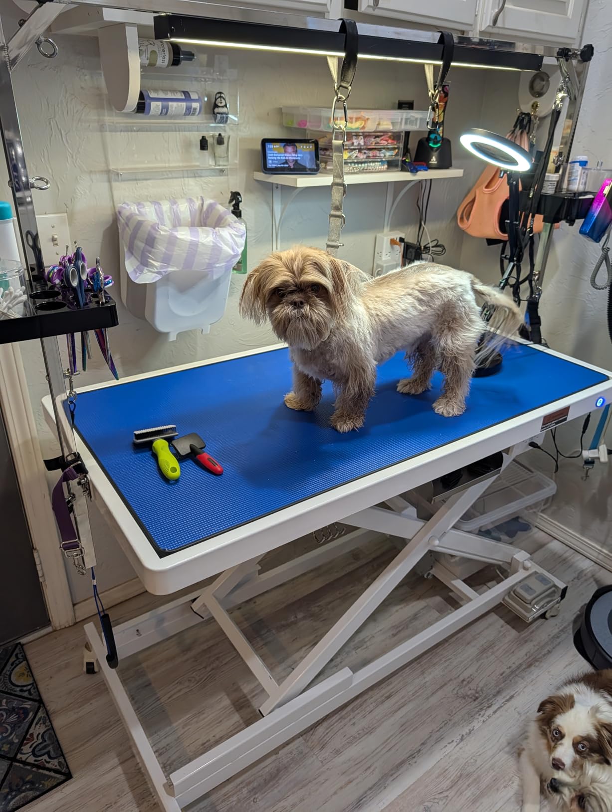 POLIMO LED Professional Electric Dog Grooming Table - 50