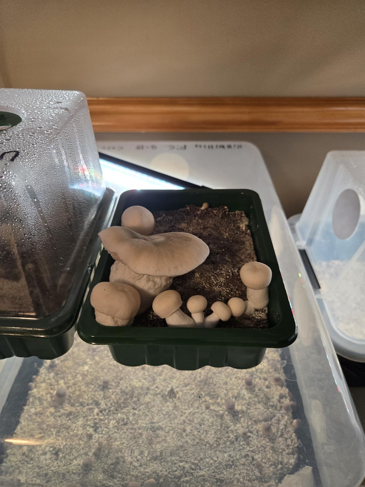 DECOHS 4 Pack Monotub Mushroom Grow Kit, 6.5 x 5 x 6.5 Inch Small Mushroom Fruiting Chamber Propagation Boxes, Monotub Mushroom Growing Box Mini Greenhouse with Spray Bottle customer photo 1