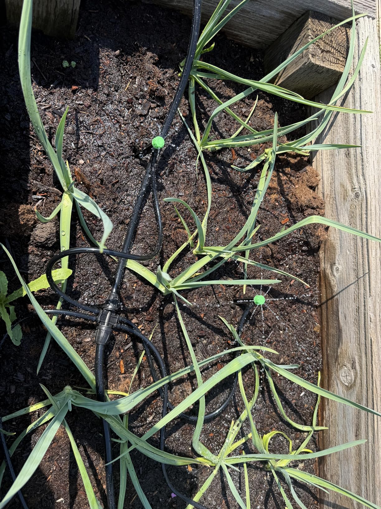 CARPATHEN Drip Irrigation System Kit - Complete Quick Connect Garden Watering System with Adjustable Sprinkler Emitters, 5/16