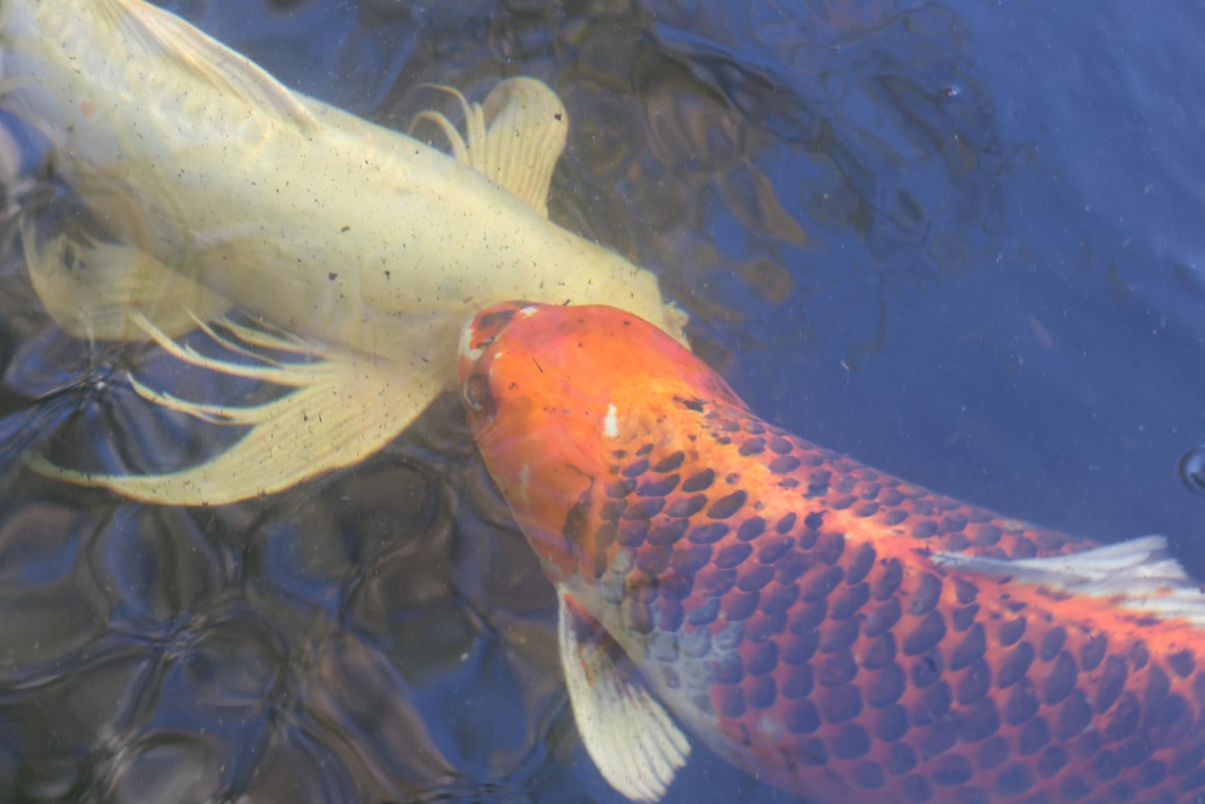 Hikari 17.6-Ounce Staple Floating Pellets for Koi and Pond Fish, Mini customer photo 1