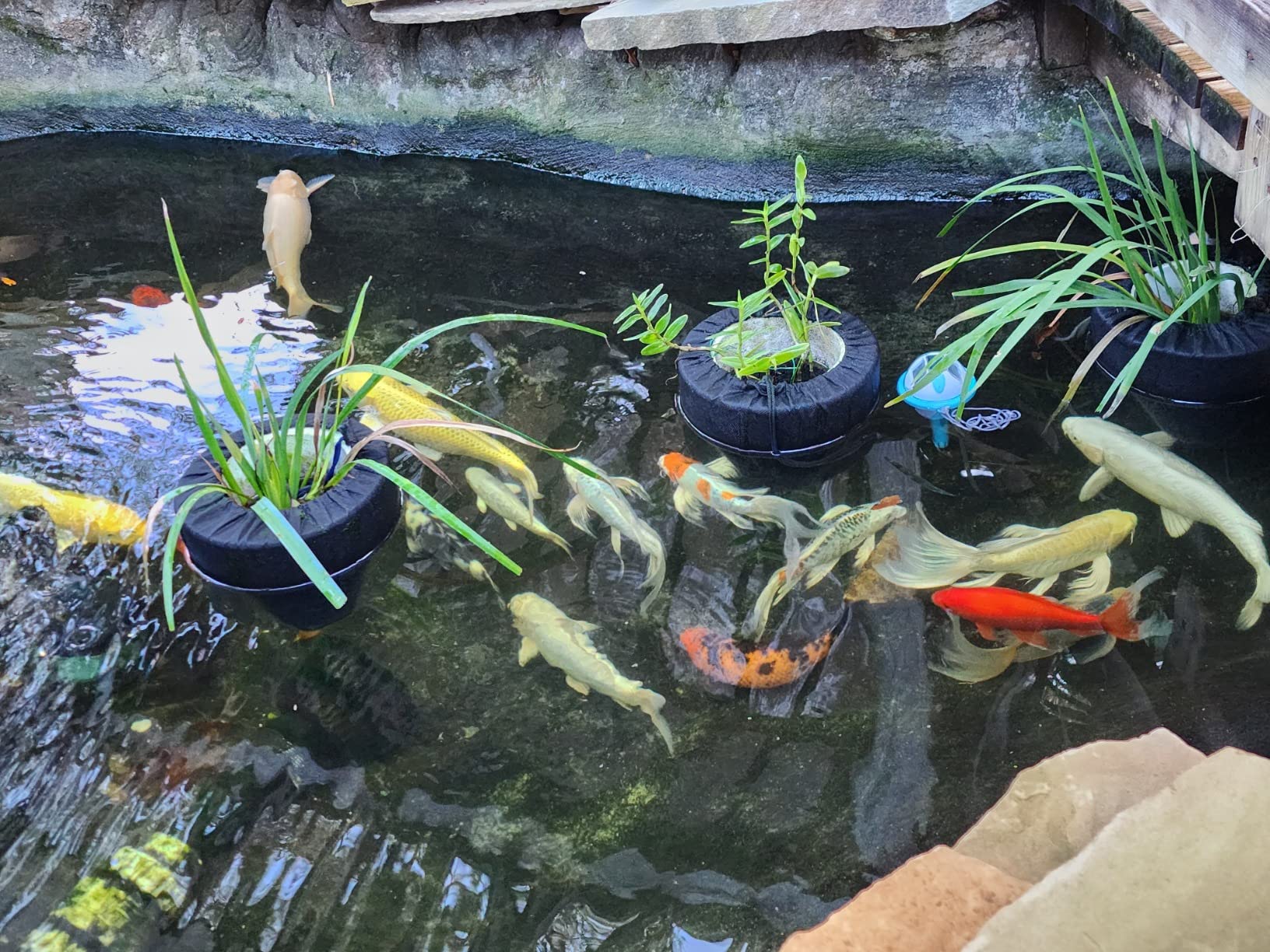 Hikari 17.6-Ounce Staple Floating Pellets for Koi and Pond Fish, Mini customer photo 2