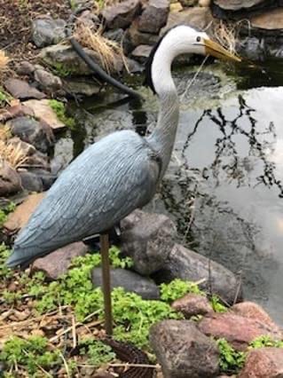 Flambeau Outdoors 5960CD Great Blue Heron Decoy, Includes Metal Stake - 1-Pack customer photo 2