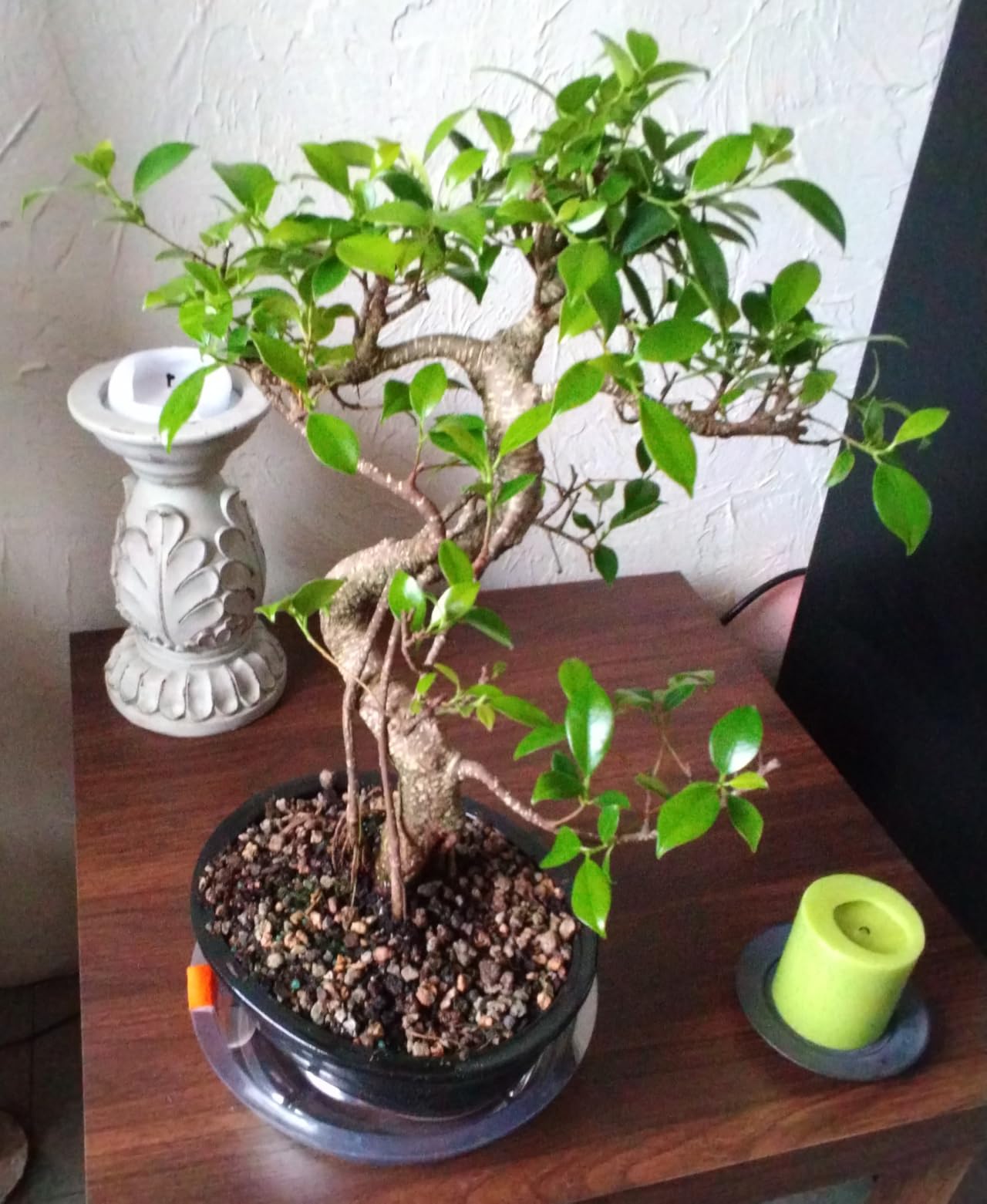 Brussel's Bonsai - Live Golden Gate Ficus Bonsai Tree in Ceramic Bonsai Pot, Indoor Bonsai Plant, 4 Years Old, 5-8 Inches Tall, Easy Care Houseplant for Home or Office (Small, Green) customer photo 1