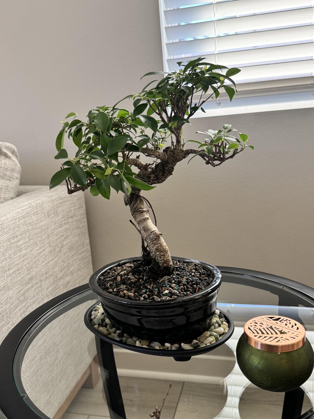 Brussel's Bonsai - Live Golden Gate Ficus Bonsai Tree in Ceramic Bonsai Pot, Indoor Bonsai Plant, 4 Years Old, 5-8 Inches Tall, Easy Care Houseplant for Home or Office (Small, Green) customer photo 2
