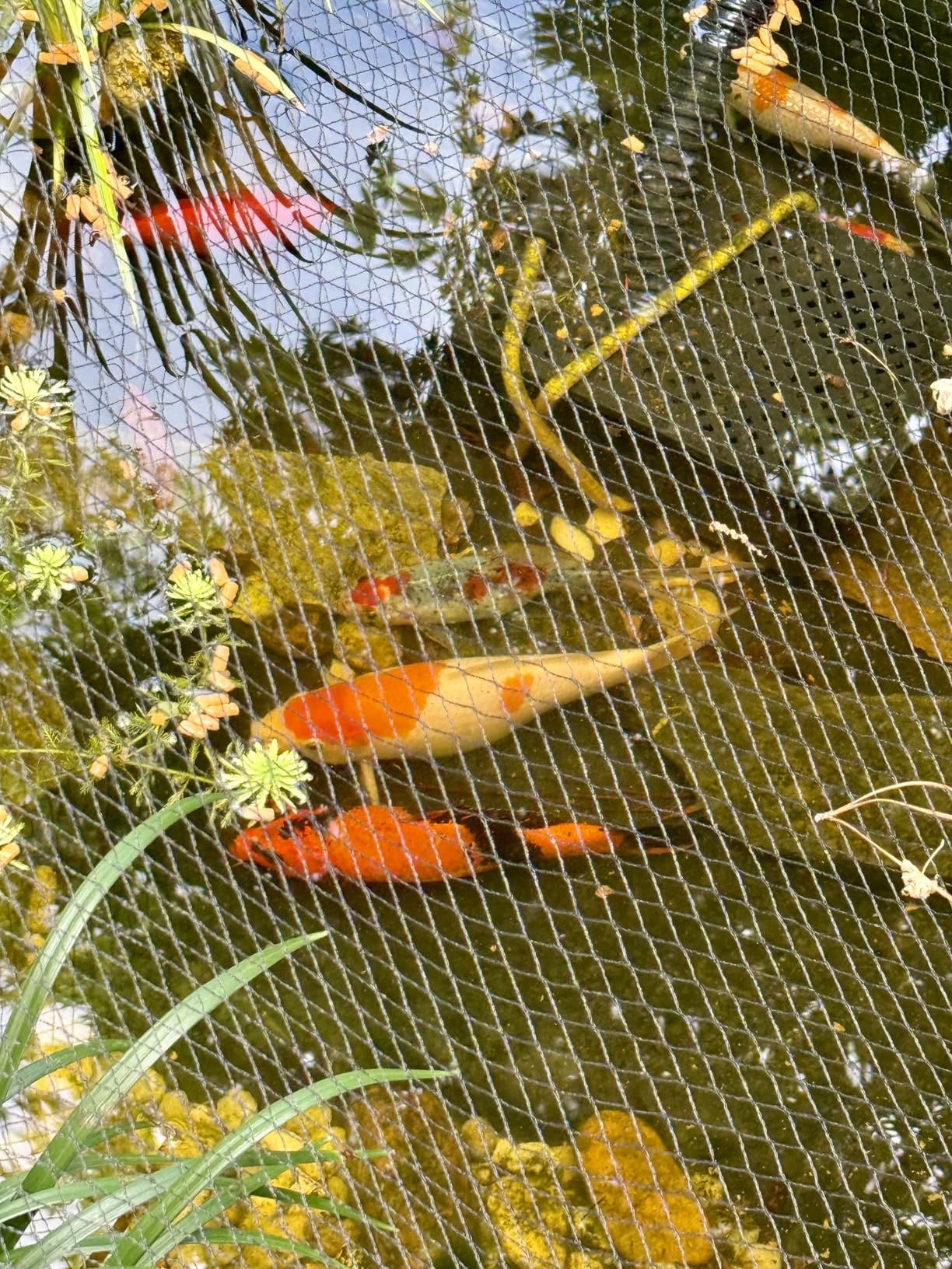 TetraPond Koi Vibrance Soft Sticks, Floating Pond Fish Food for Koi Fish and Ornamental Goldfish, 2.42 lbs customer photo 2